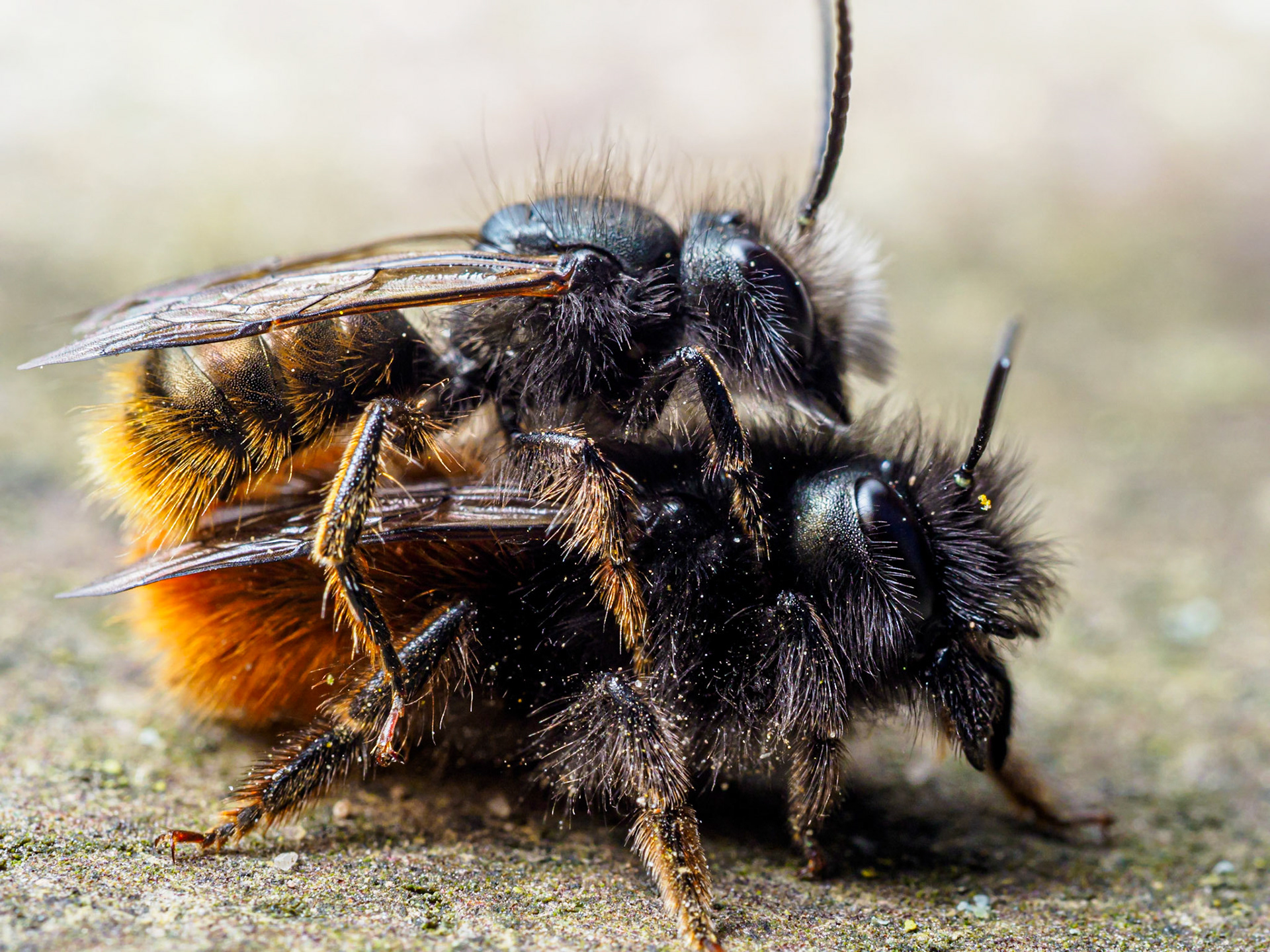 Mauerbienen bei der Paarung