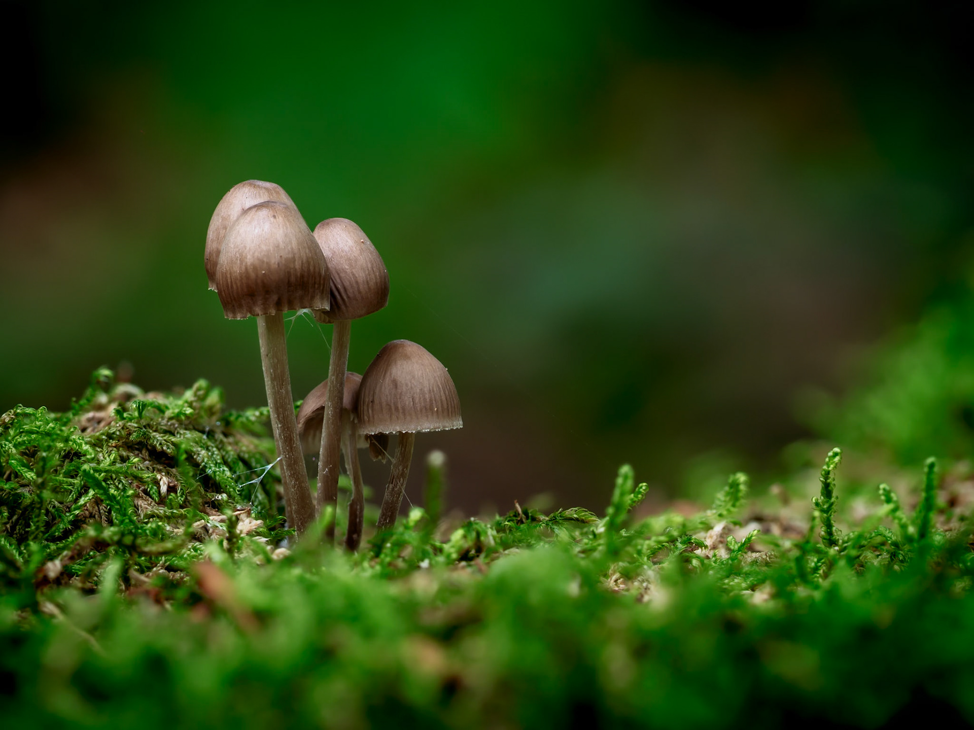 Das Bild zeigt drei Pilze, die auf einem Moosbewachsenen Baumstamm wachsen. Die Pilze sind braun und haben eine runde Kappe. Der Baumstamm ist mit grünem Moos bedeckt. Der Hintergrund ist dunkel und verschwommen.