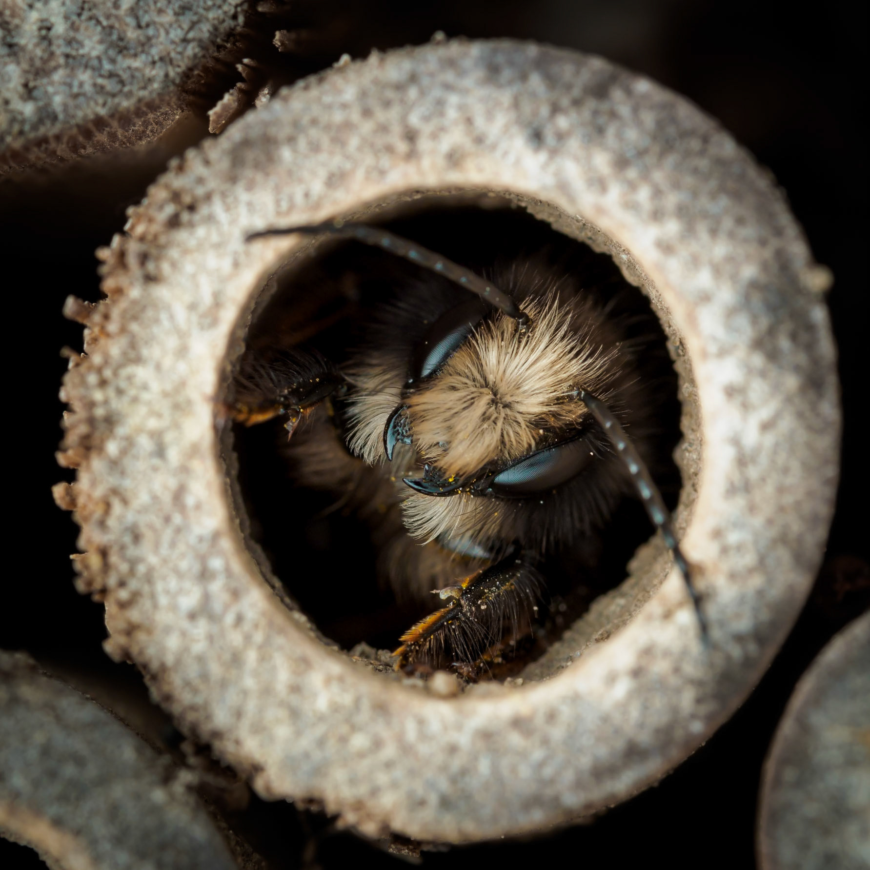 Das Bild zeigt eine Nahaufnahme (Makro) einer Wildbiene, die sich in einem runden Nisthilfen-Röhrchen befindet. Die Biene ist detailliert zu sehen, mit ihren feinen Haaren und den großen Facettenaugen. Die Farben sind natürlich und warm, mit einem Fokus auf die braunen und schwarzen Töne der Biene und des Nisthilfenmaterials. Die Stimmung wirkt ruhig und naturverbunden, da die Biene in ihrem natürlichen Lebensraum zu sehen ist. Die Perspektive ist frontal und sehr nah, wodurch die feinen Details der Biene hervorgehoben werden.