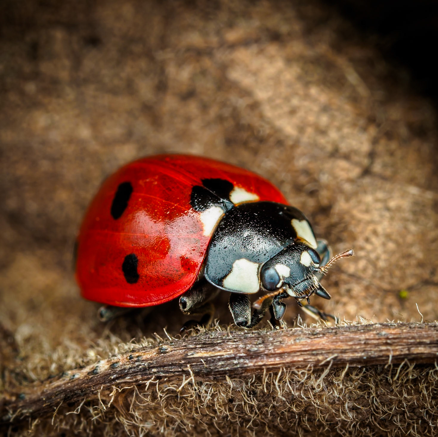 Das Bild zeigt einen Marienkäfer in einer Makroaufnahme. Der Käfer ist rot mit schwarzen Punkten und hat einen schwarzen Kopf mit weißen Flecken. Er sitzt auf einem braunen, haarigen Untergrund, vermutlich ein Pflanzenstängel oder ein Blatt. Die Schärfentiefe ist gering, wodurch der Hintergrund unscharf und dunkel erscheint. Die Lichtverhältnisse sind warm und betonen die glänzende Oberfläche des Marienkäfers. Die Stimmung wirkt ruhig und fokussiert auf das kleine Insekt.