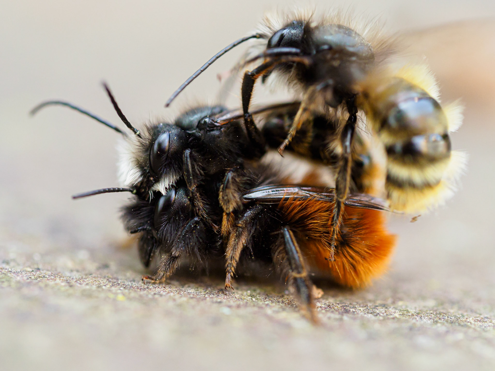 Mauerbienen bei der Paarung
