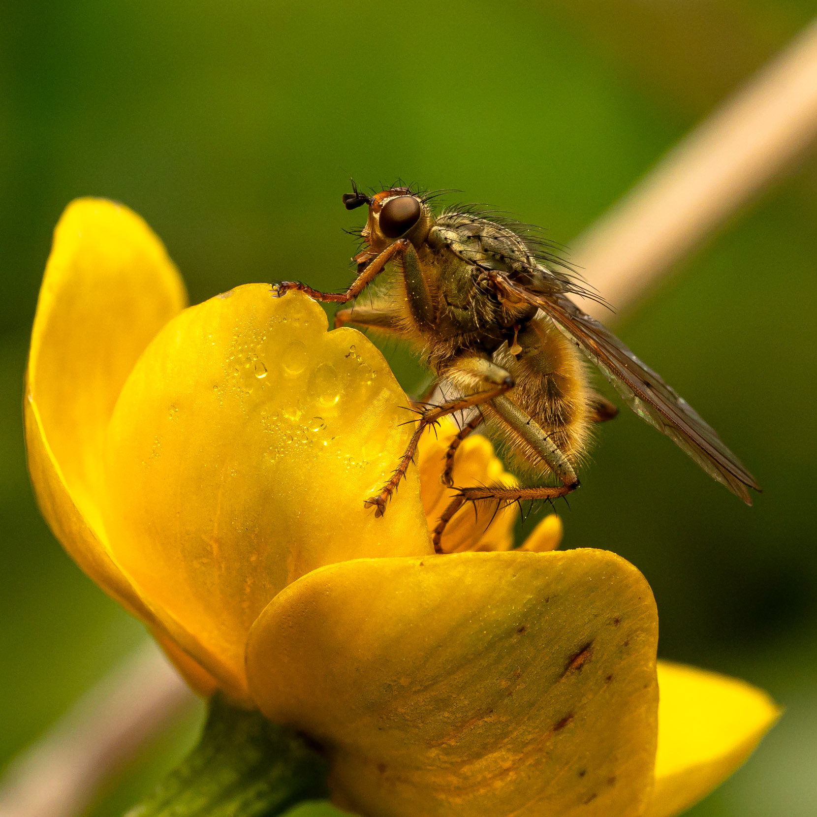 Das Bild zeigt eine Nahaufnahme (Makro) einer Fliege, die auf einer gelben Blüte sitzt. Die Fliege ist detailliert mit sichtbaren Haaren und Facettenaugen dargestellt. Die Blütenblätter sind leuchtend gelb und zeigen Tautropfen. Der Hintergrund ist unscharf und grün, was die Fliege und die Blüte hervorhebt. Die Lichtstimmung ist natürlich und warm, vermutlich Tageslicht. Die Perspektive ist seitlich auf Augenhöhe der Fliege, was eine intensive Detailansicht ermöglicht.