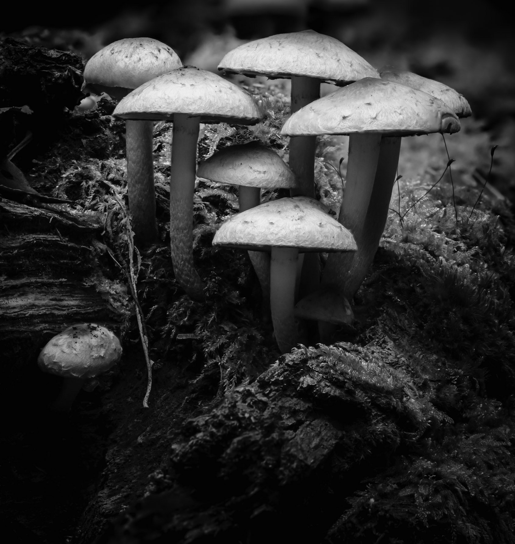 Das Bild zeigt eine Gruppe von Pilzen, die aus dem dunklen Waldboden sprießen. Die Pilze sind in verschiedenen Größen und Formen, aber alle haben einen ähnlichen Farbton. Das Bild ist in Schwarzweiß gehalten, was die Stimmung des Bildes verstärkt. Die Perspektive ist von unten, was die Größe der Pilze betont.