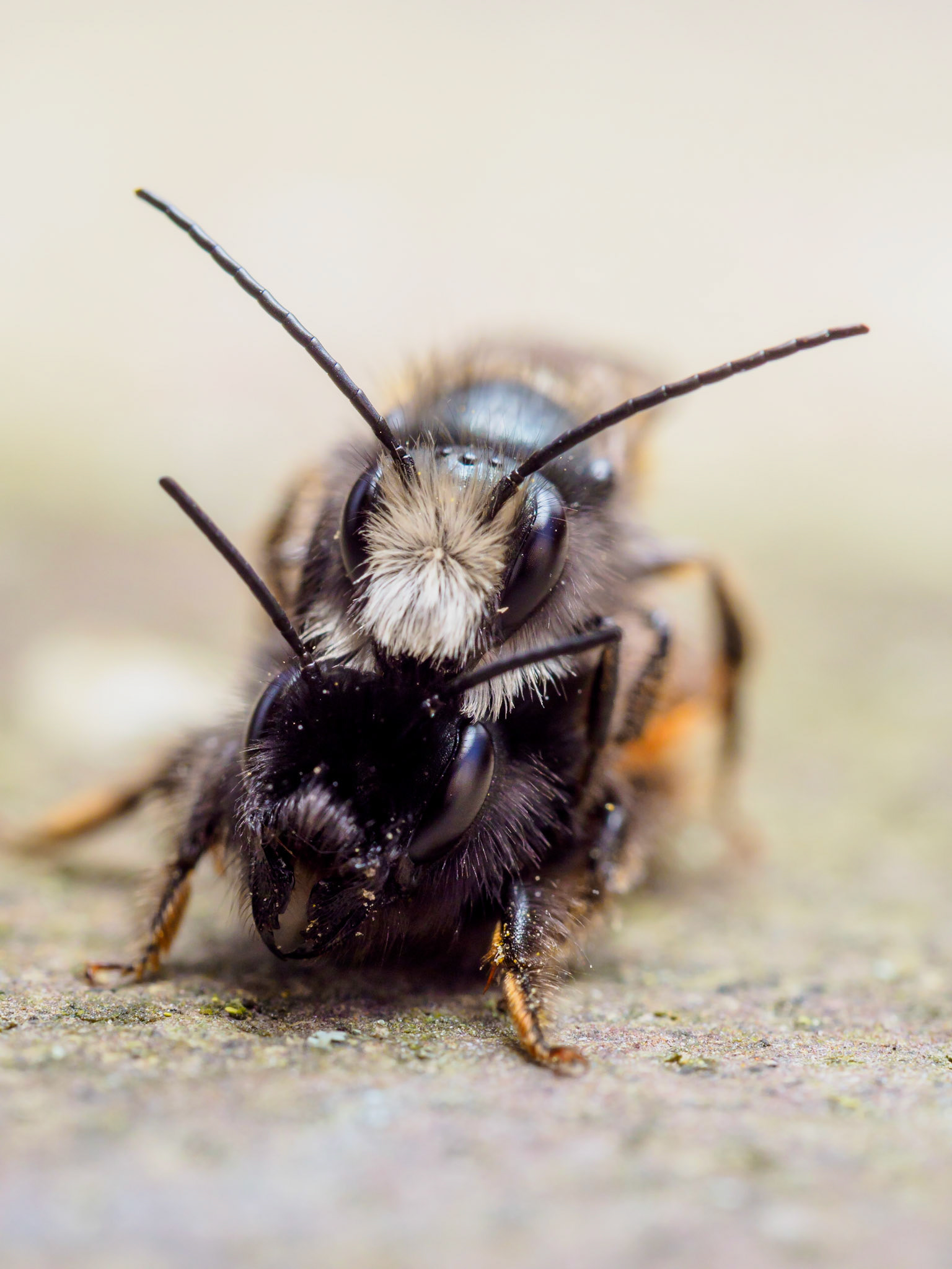 Mauerbienen bei der Paarung