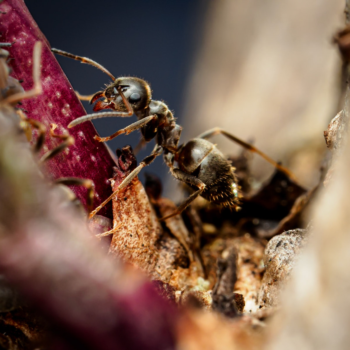 Das Bild zeigt eine Nahaufnahme (Makro) einer Ameise, die sich auf einem trockenen, braunen Blatt und einem roten Pflanzenstängel bewegt. Die Ameise ist scharf im Fokus, während der Hintergrund unscharf und verschwommen ist. Die Farben sind überwiegend erdig mit Brauntönen und einem auffälligen Rot. Die Stimmung wirkt ruhig und naturverbunden, die Perspektive ist sehr nah am Boden und hebt die Details der Ameise hervor.