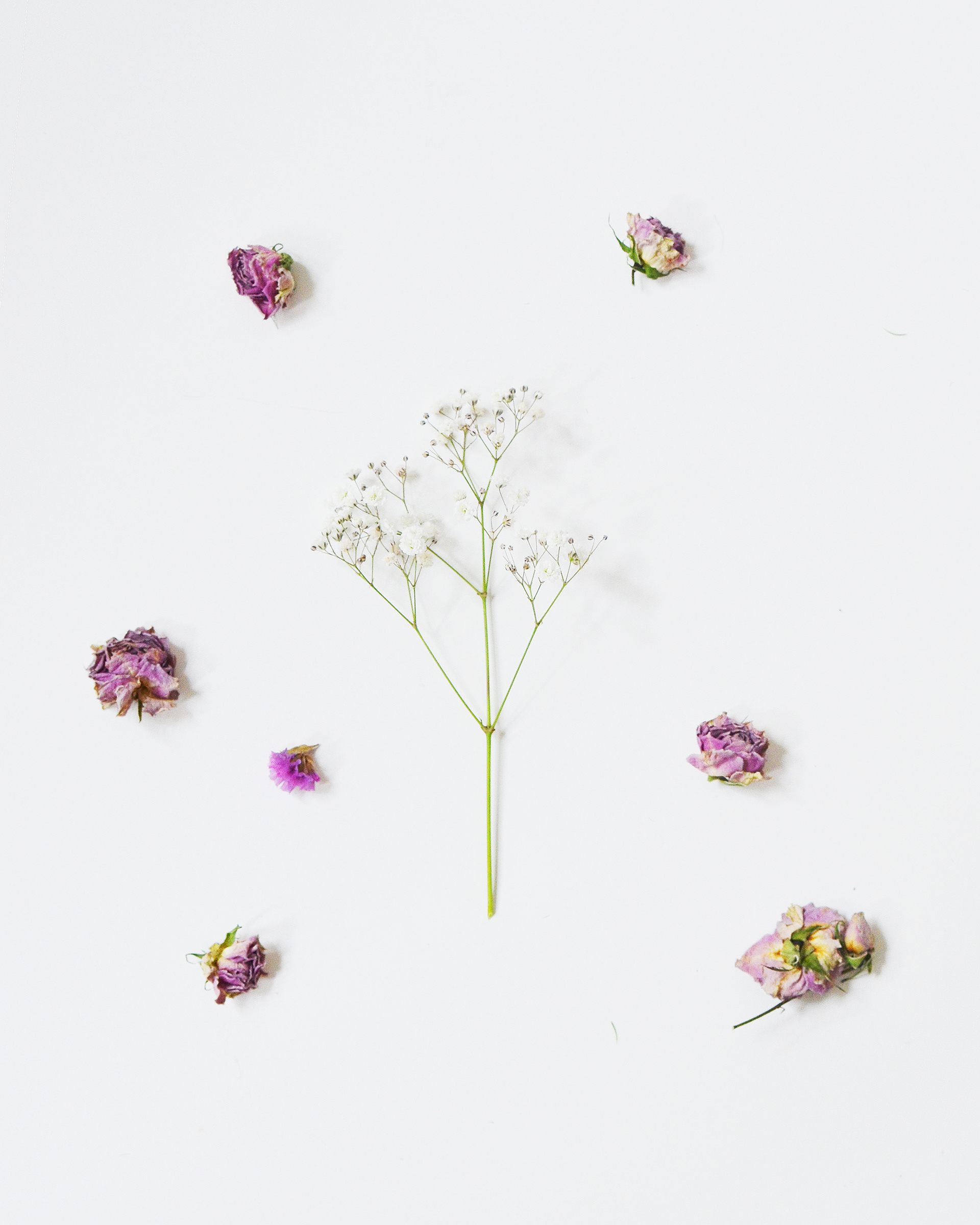 Miss Agapanthus. 2018