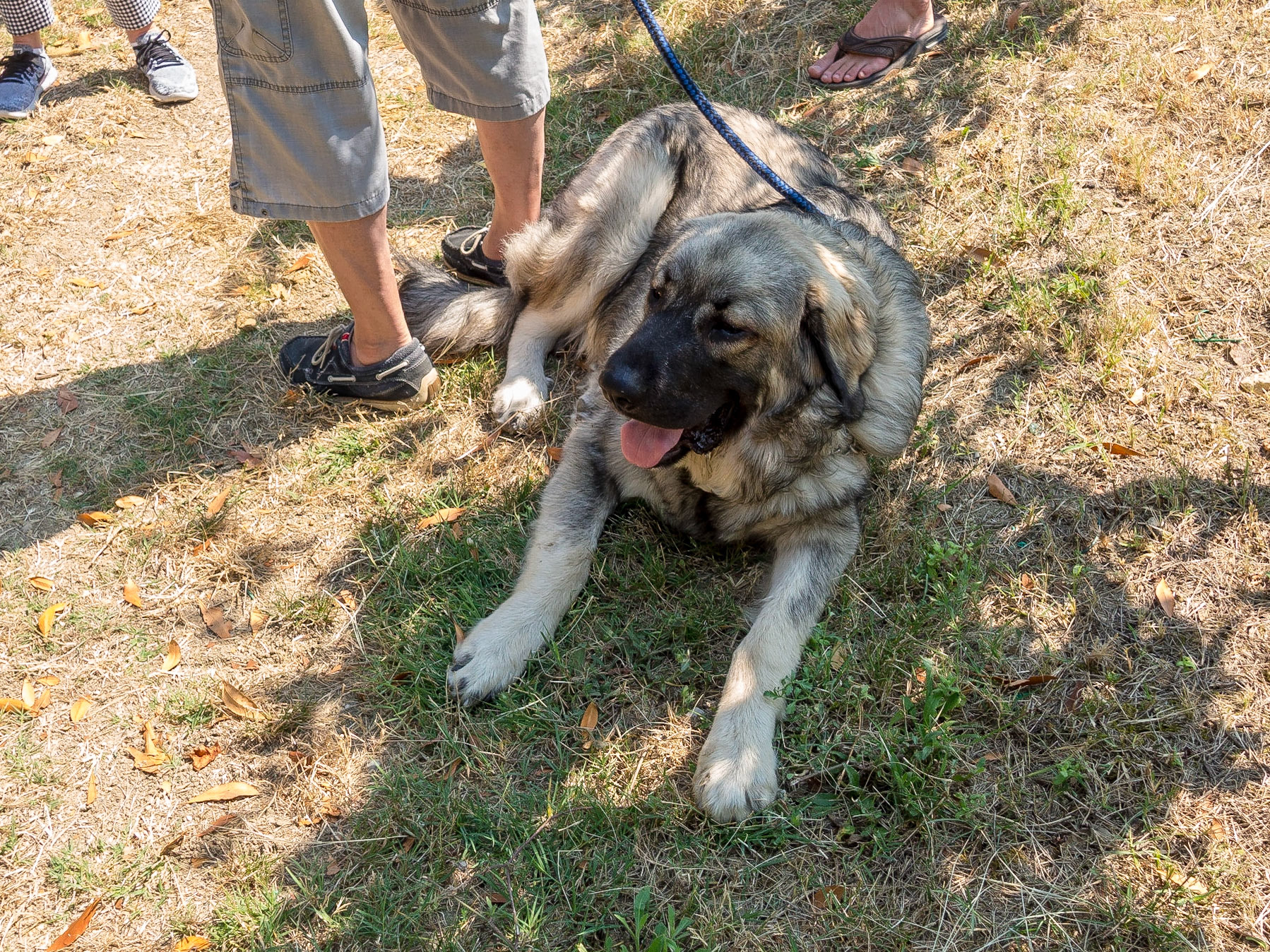 Suleiman is a very good boy