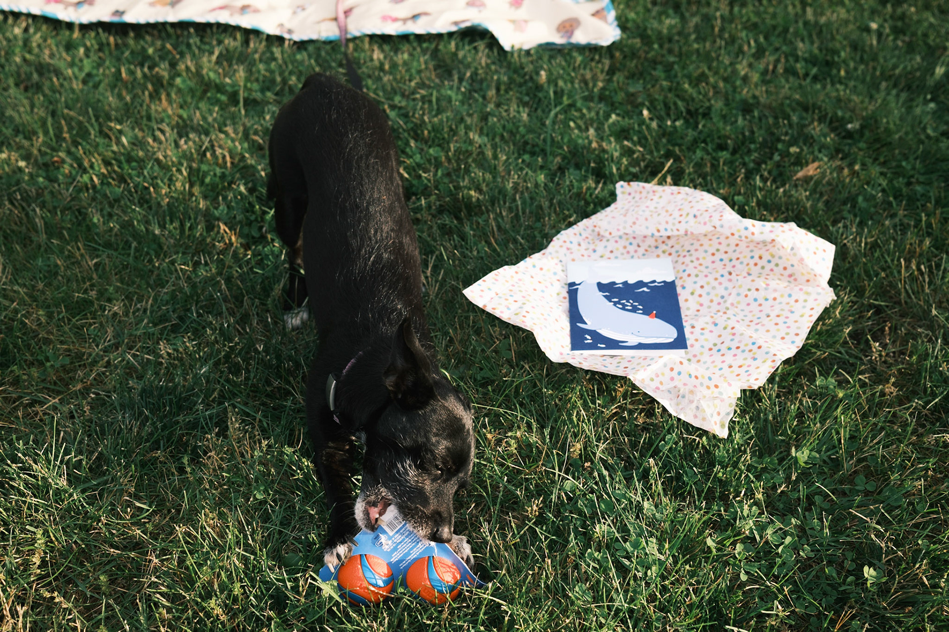 Mika's Fourth Birthday, 2023