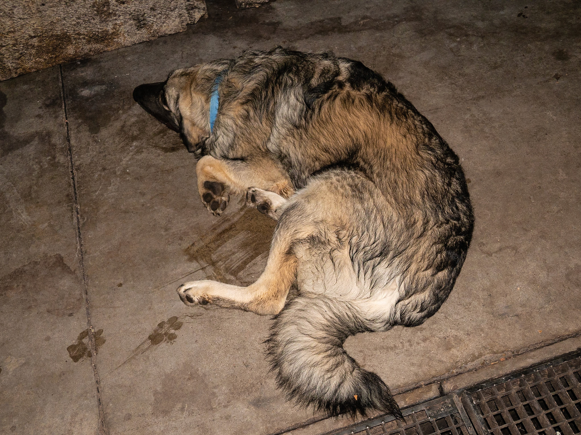 Suleiman is a very good boy