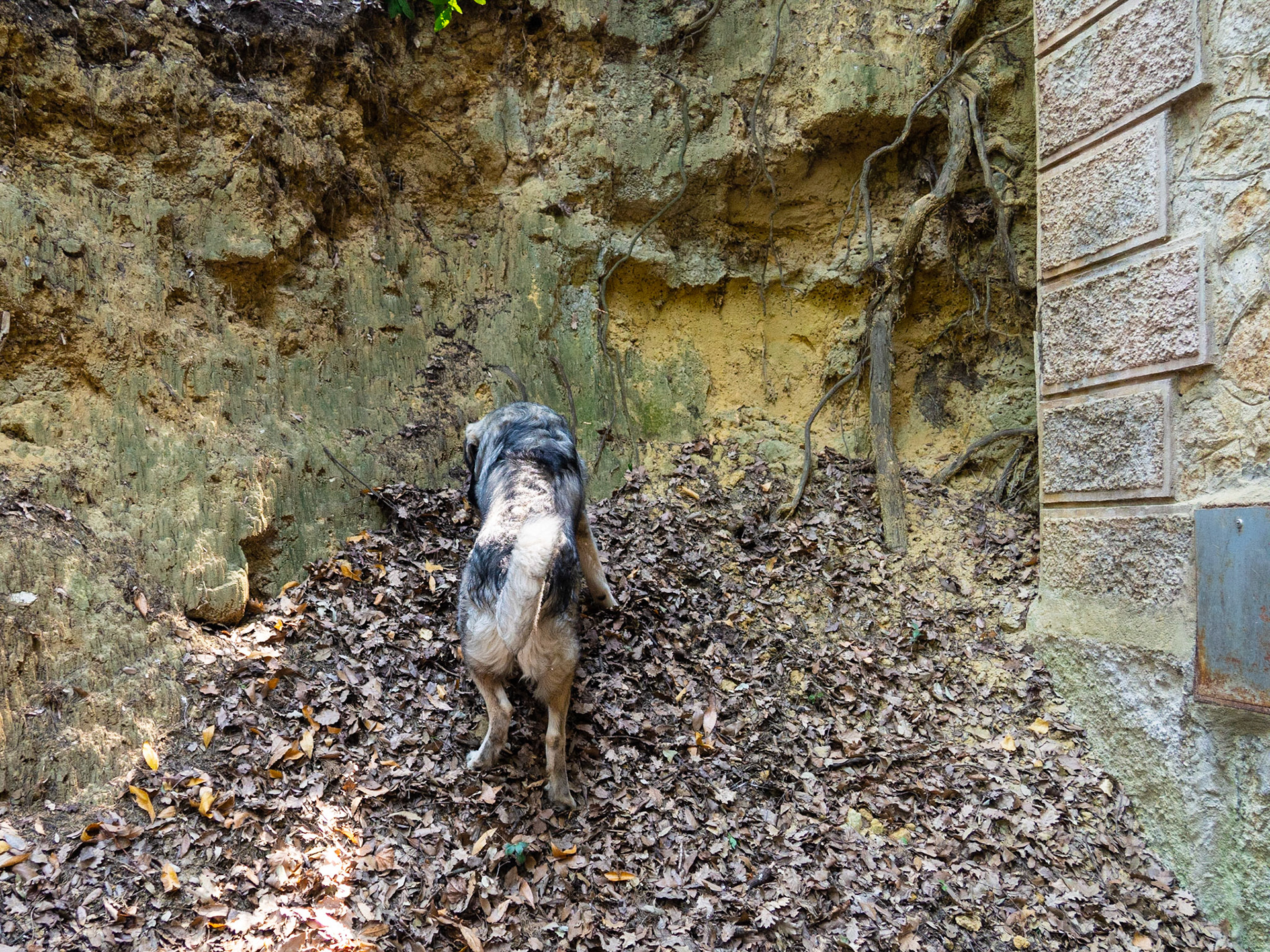 Suleiman is a very good boy