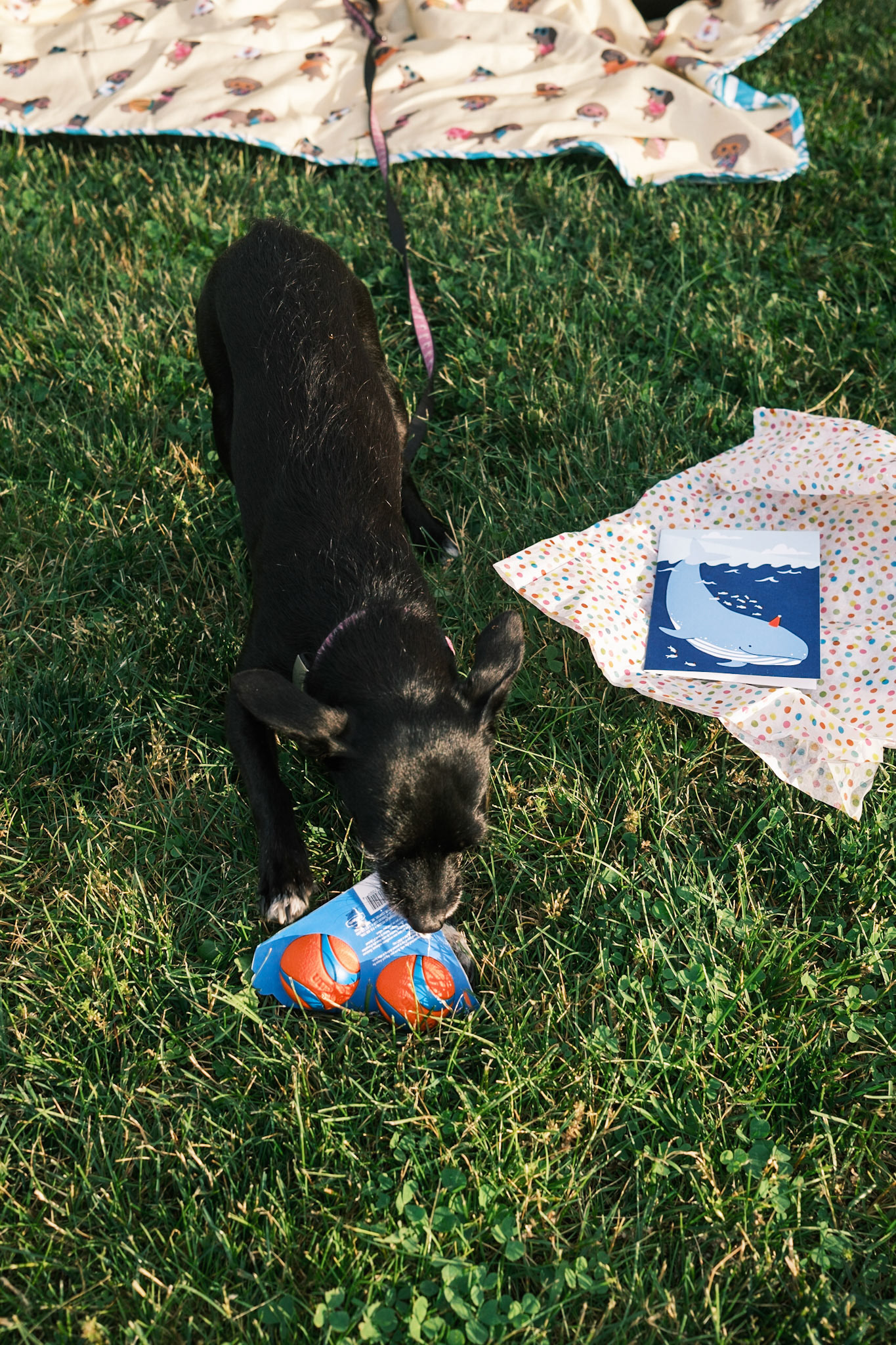 Mika's Fourth Birthday, 2023