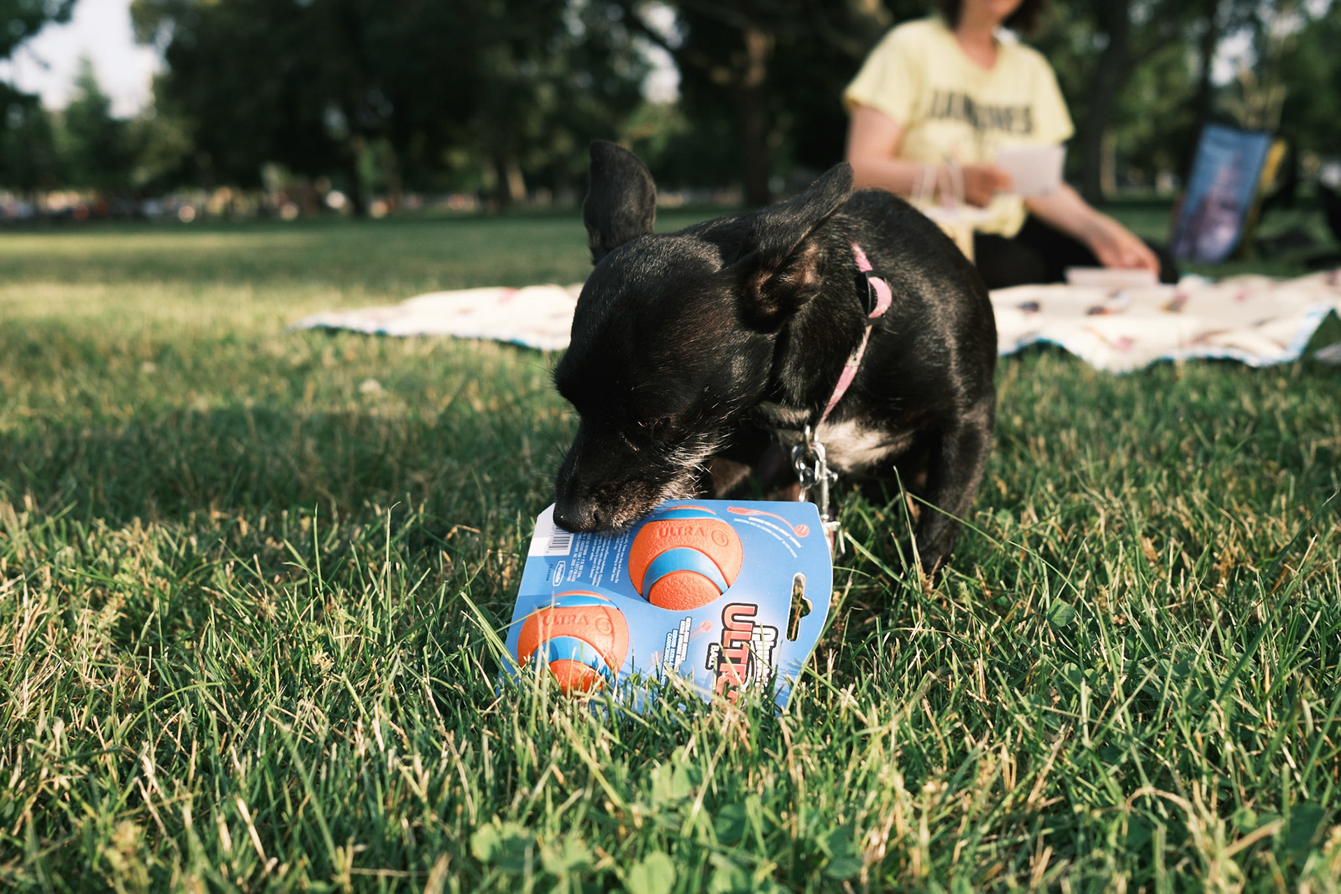 Mika's Fourth Birthday, 2023