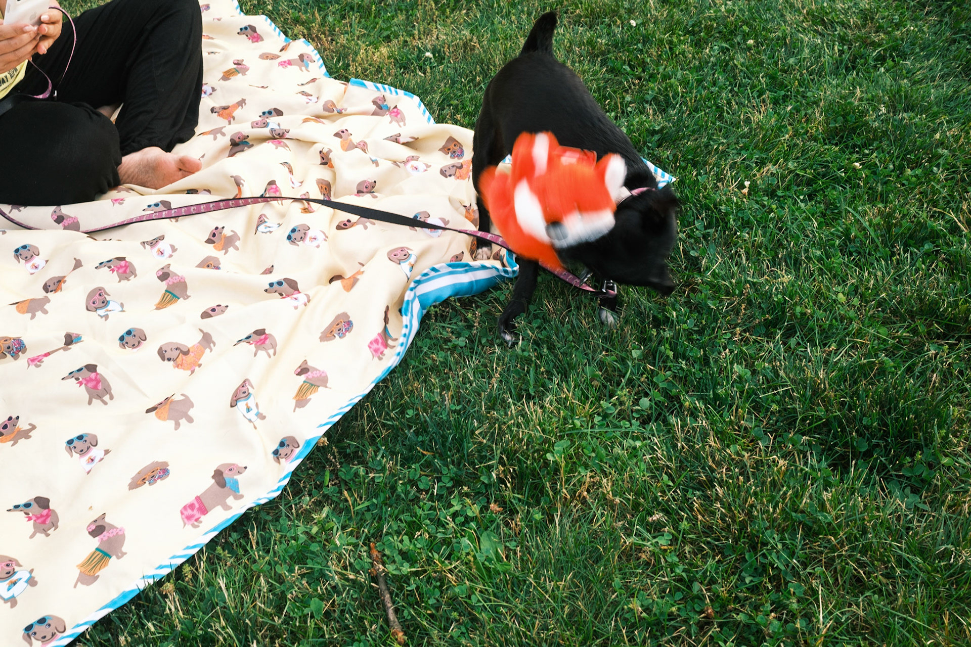 Mika's Fourth Birthday, 2023