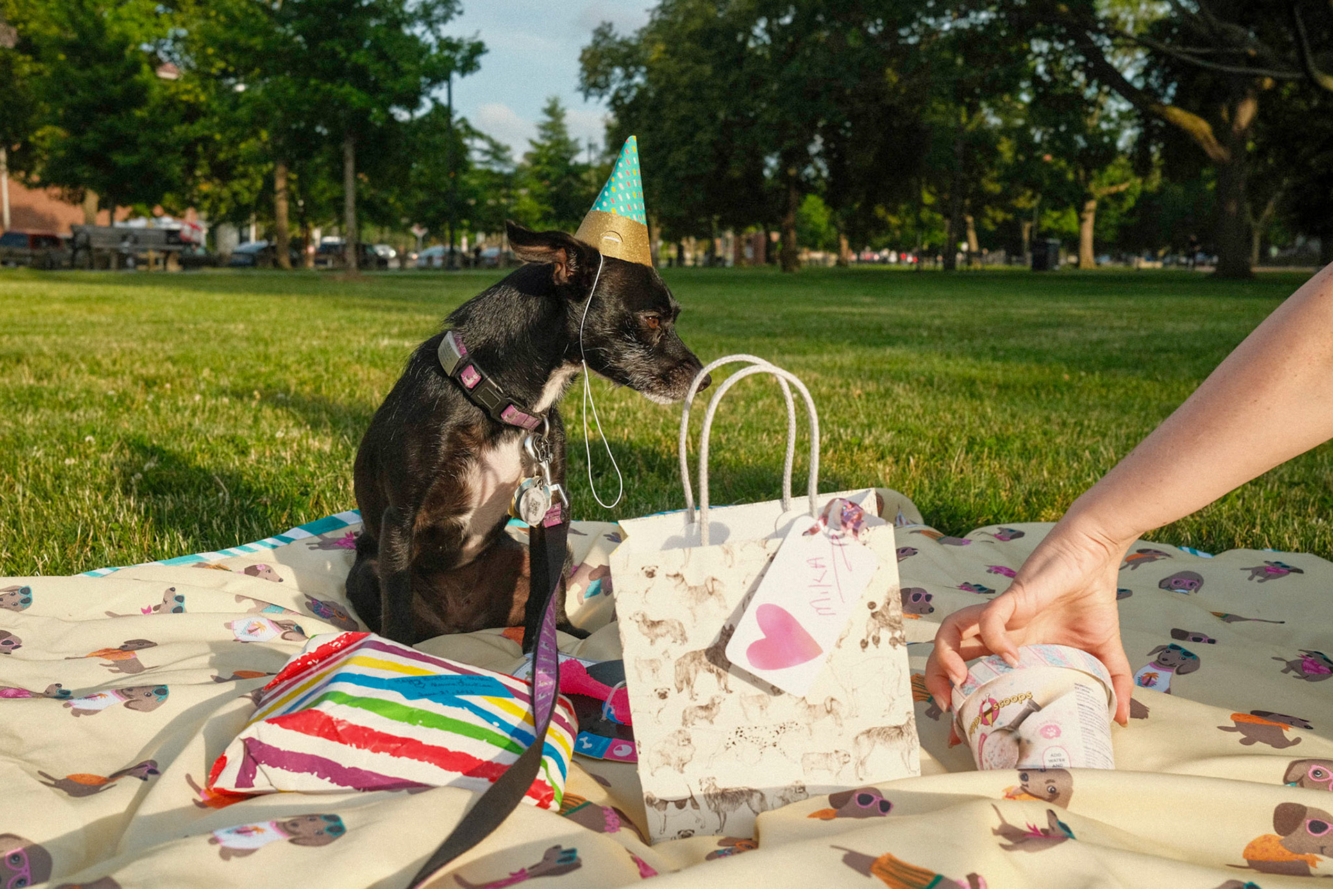 Mika's Fourth Birthday, 2023