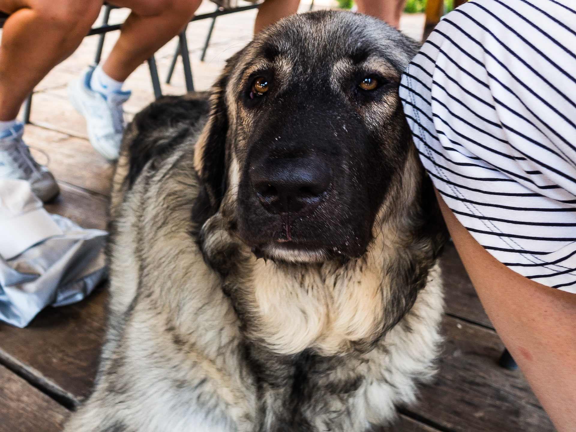 Suleiman is a very good boy