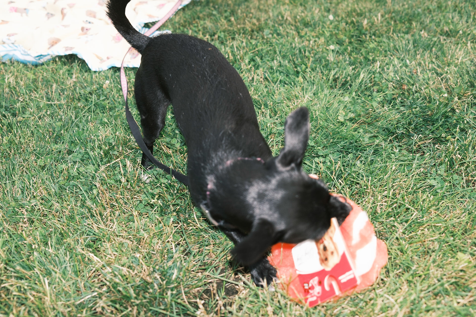 Mika's Fourth Birthday, 2023