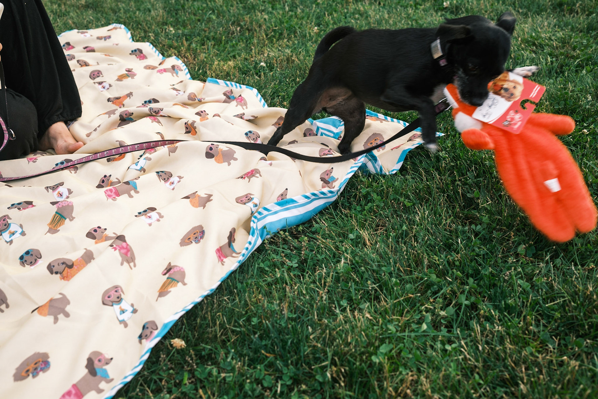 Mika's Fourth Birthday, 2023