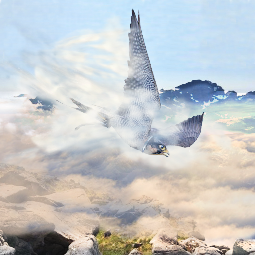 Aero Falcon