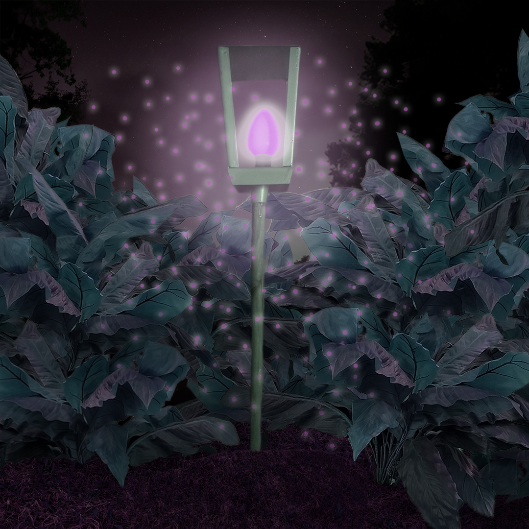Magic Lantern Variation 6