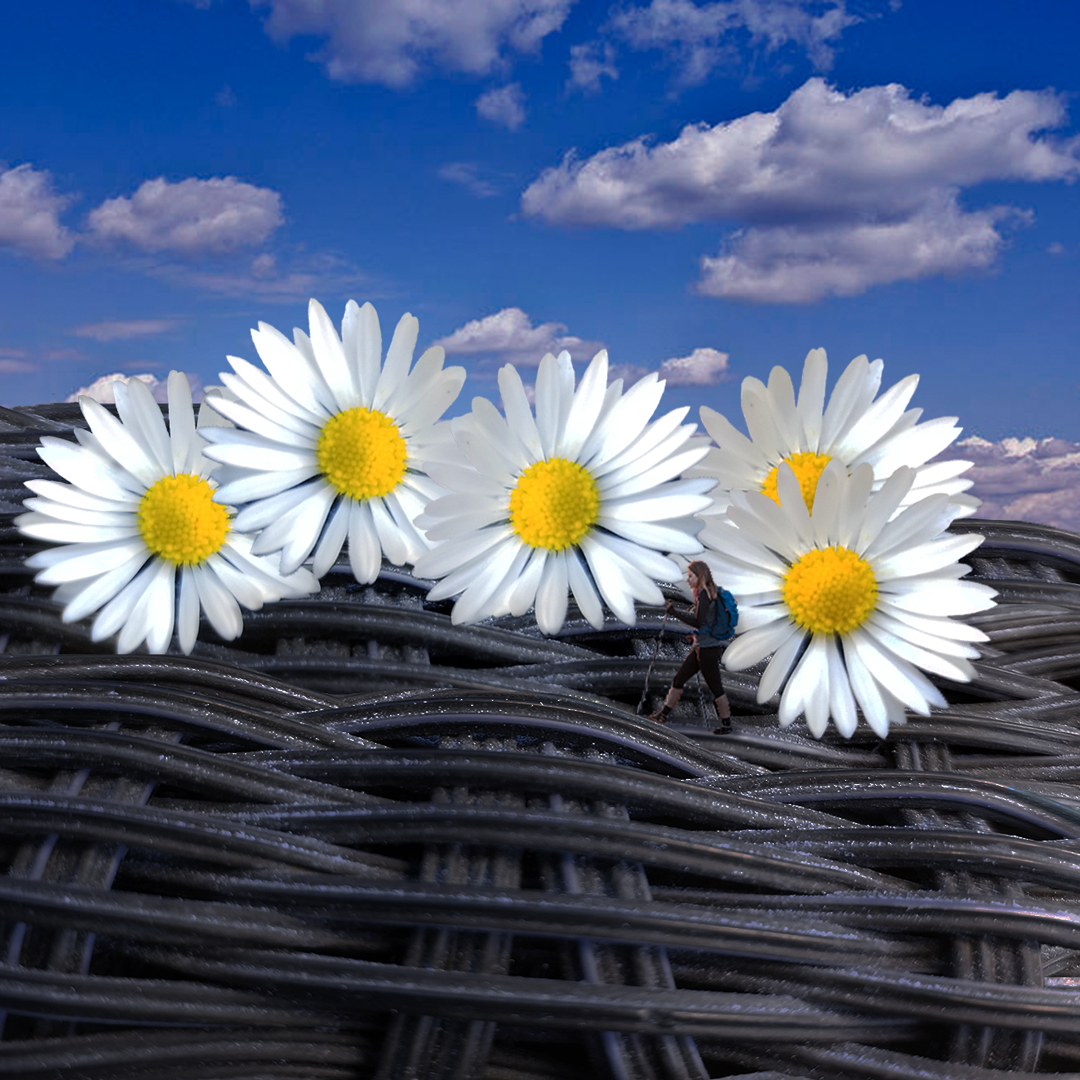Giant Daisies