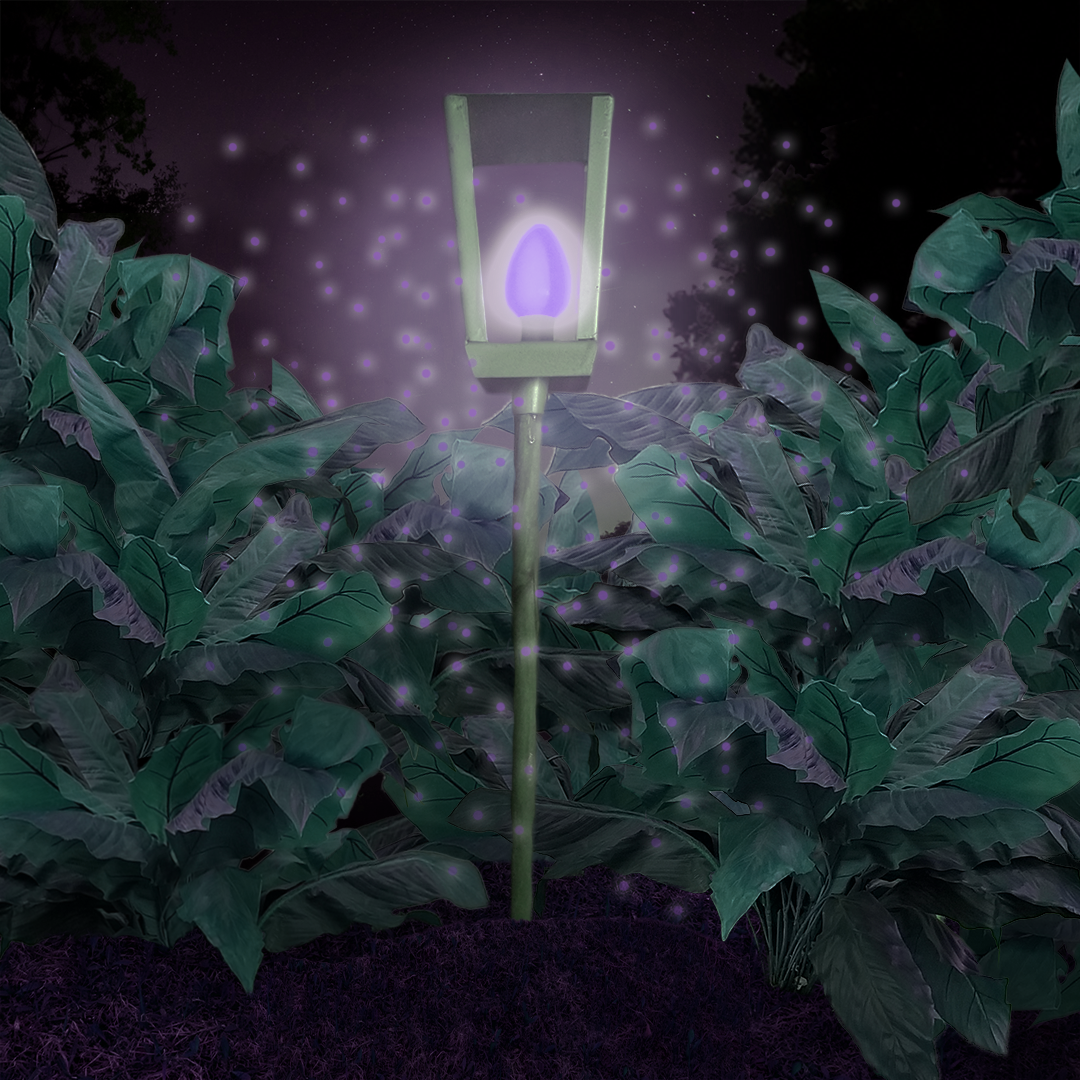 Magic Lantern Variation 5