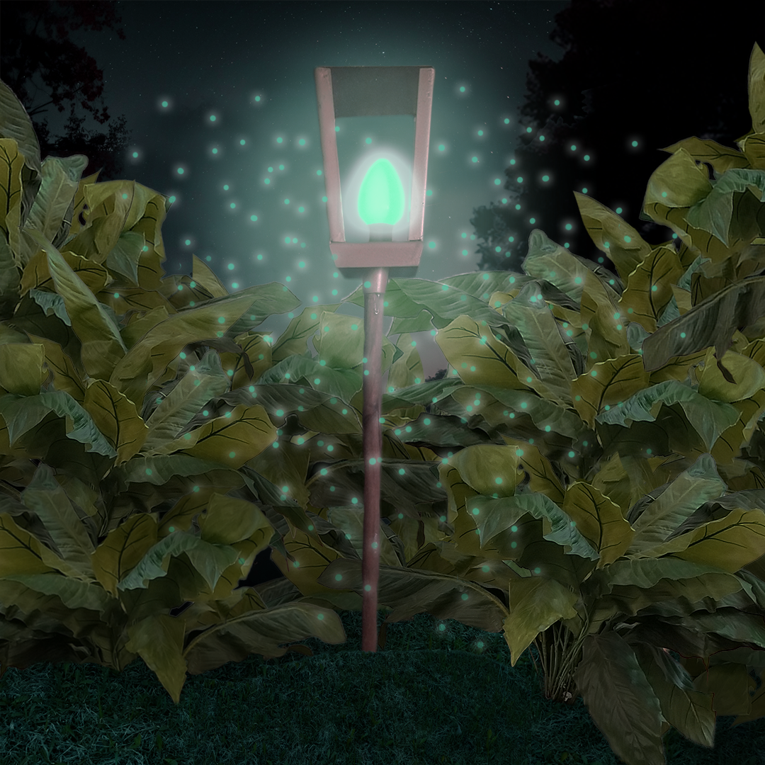 Magic Lantern Variation 4