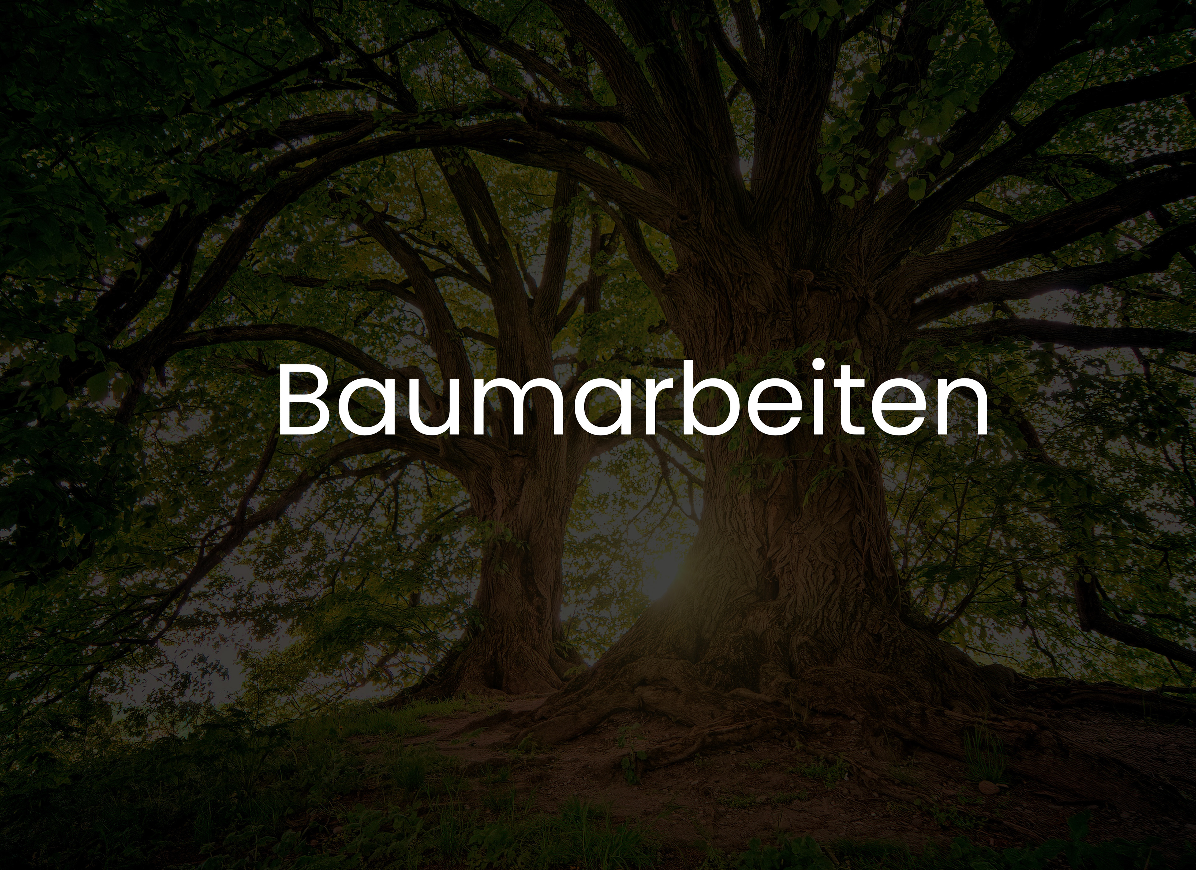 MyGarten-HN kümmert sich kompetent und professionell um Ihren Baumbestand.