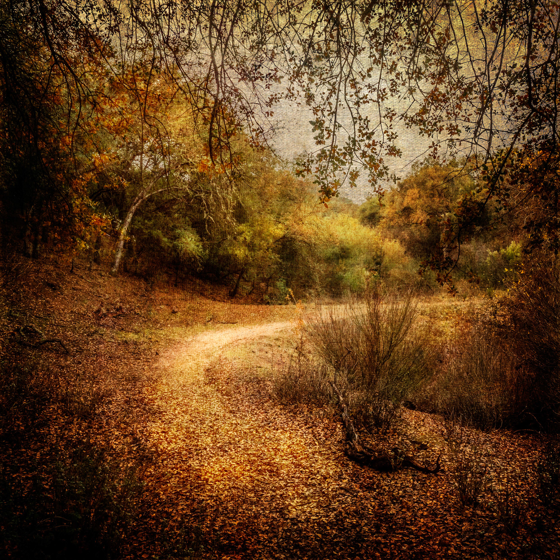 Walking Path 1