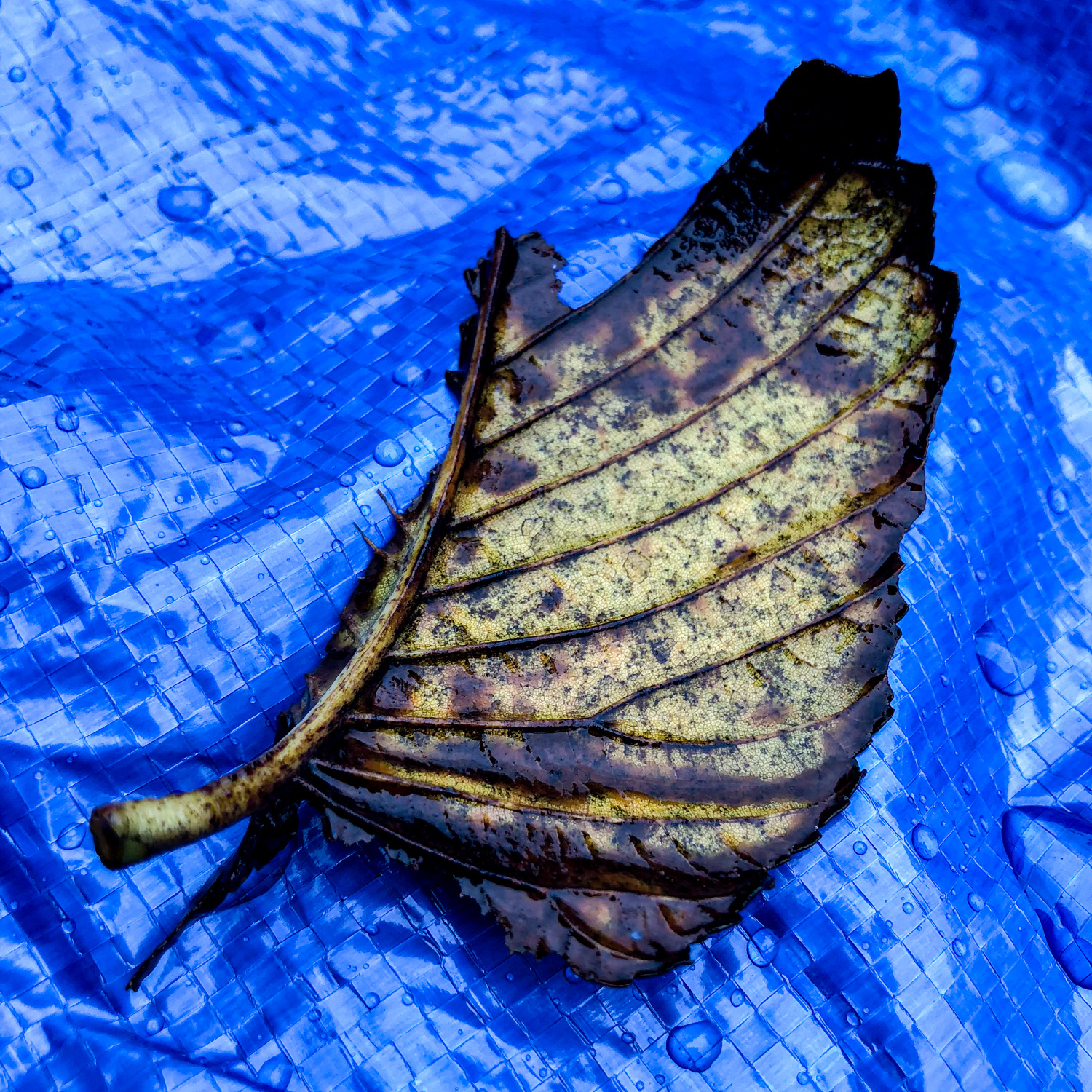 Blue Leaf