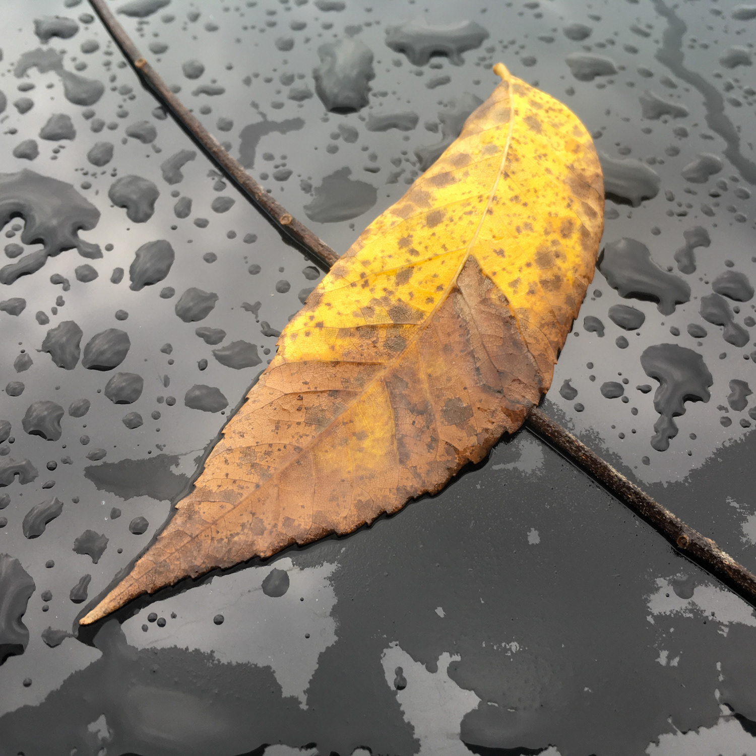 Black Leaf