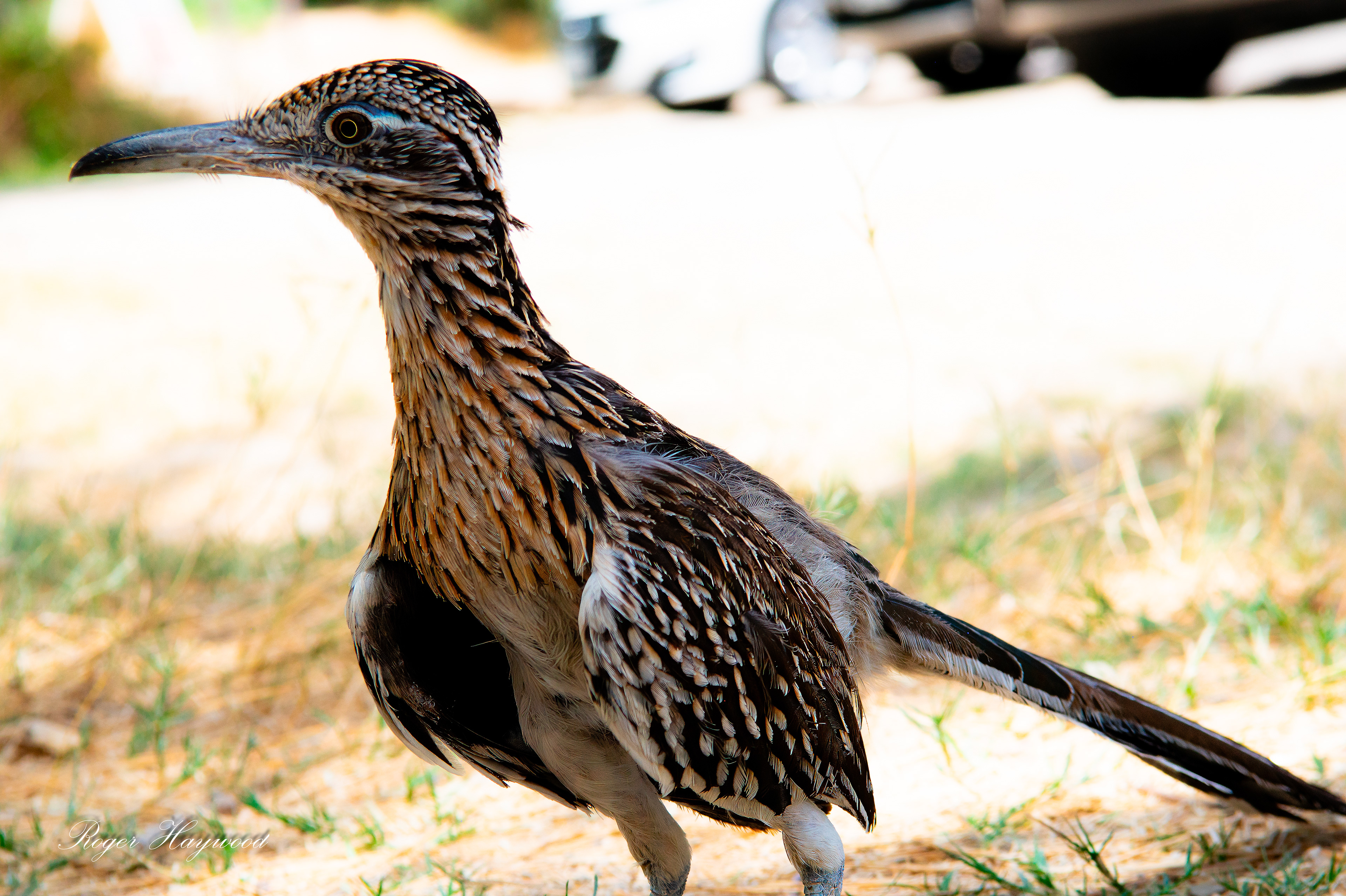 Road Runner Beep Beep!