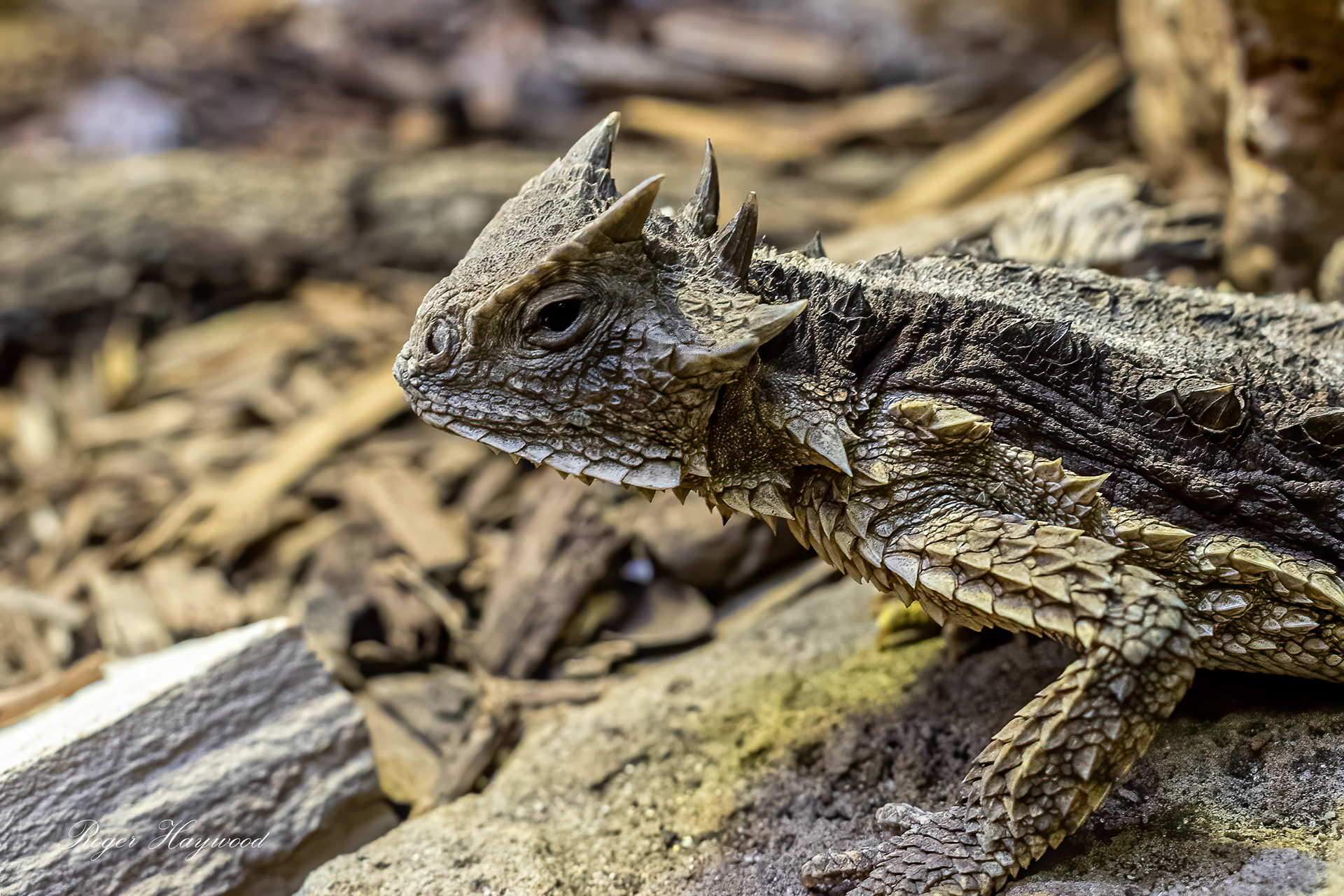 Horned Toad