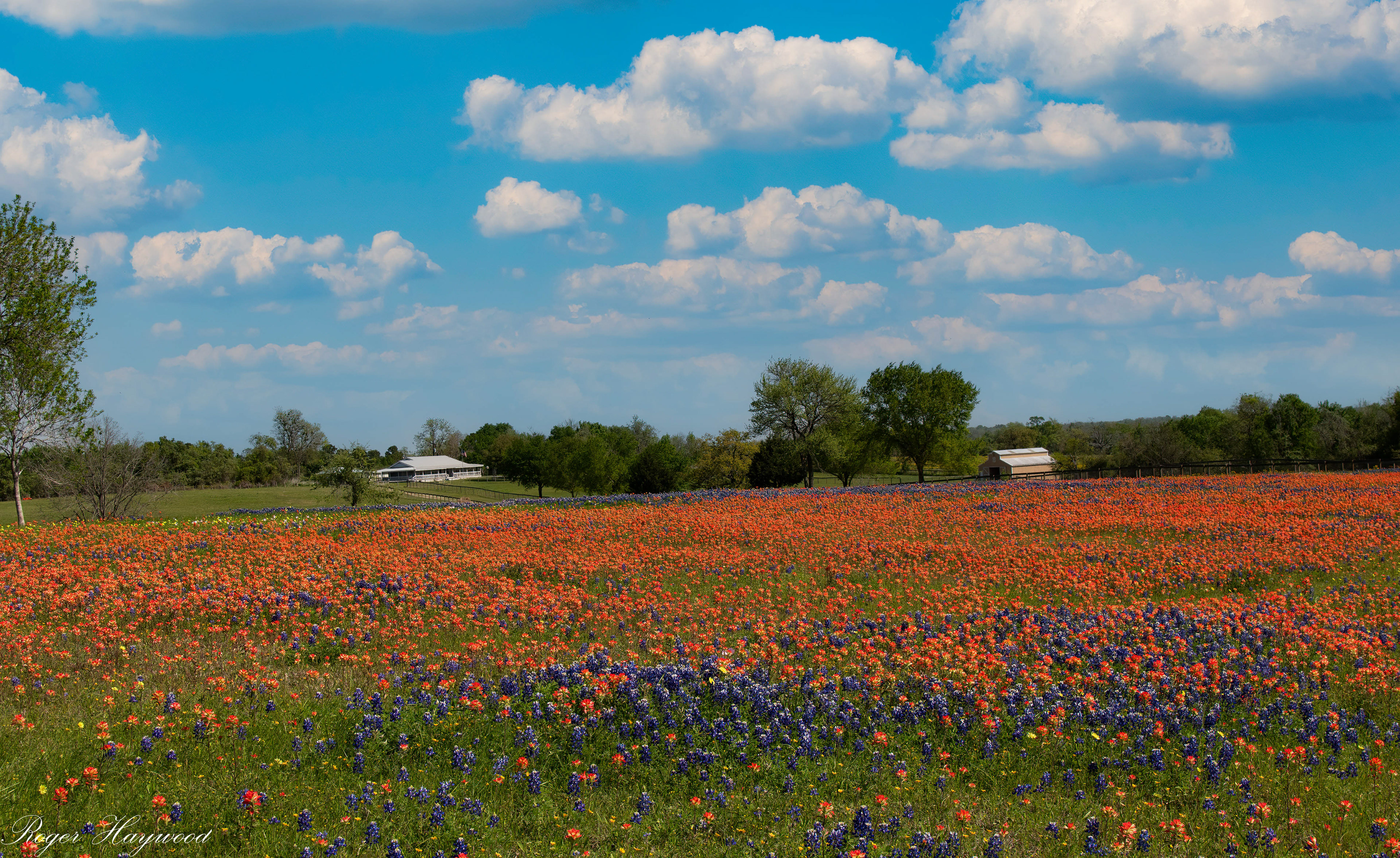 Indian Paintbrush and Bluebonnets