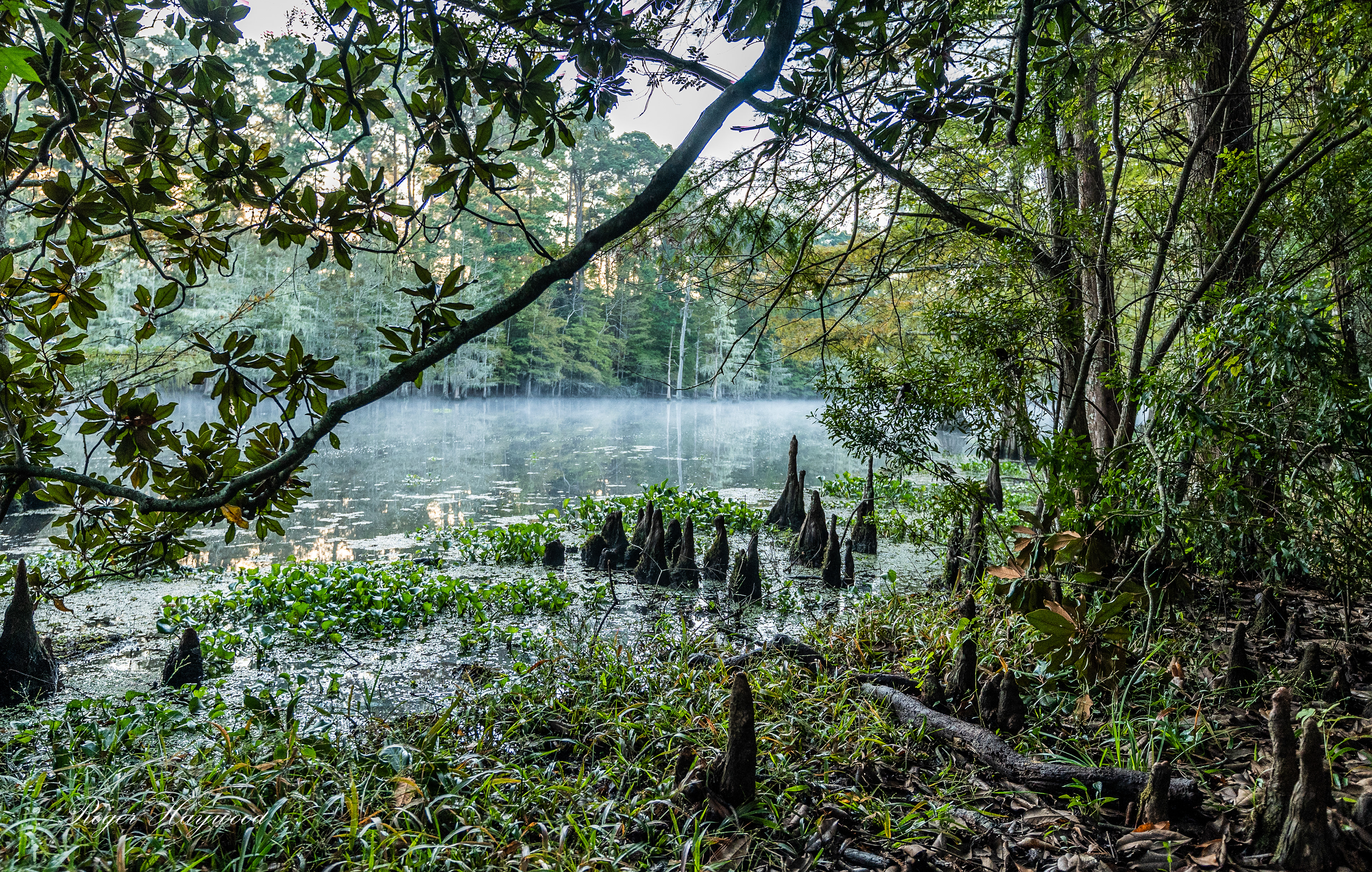Martin Dies, Jr. State Park