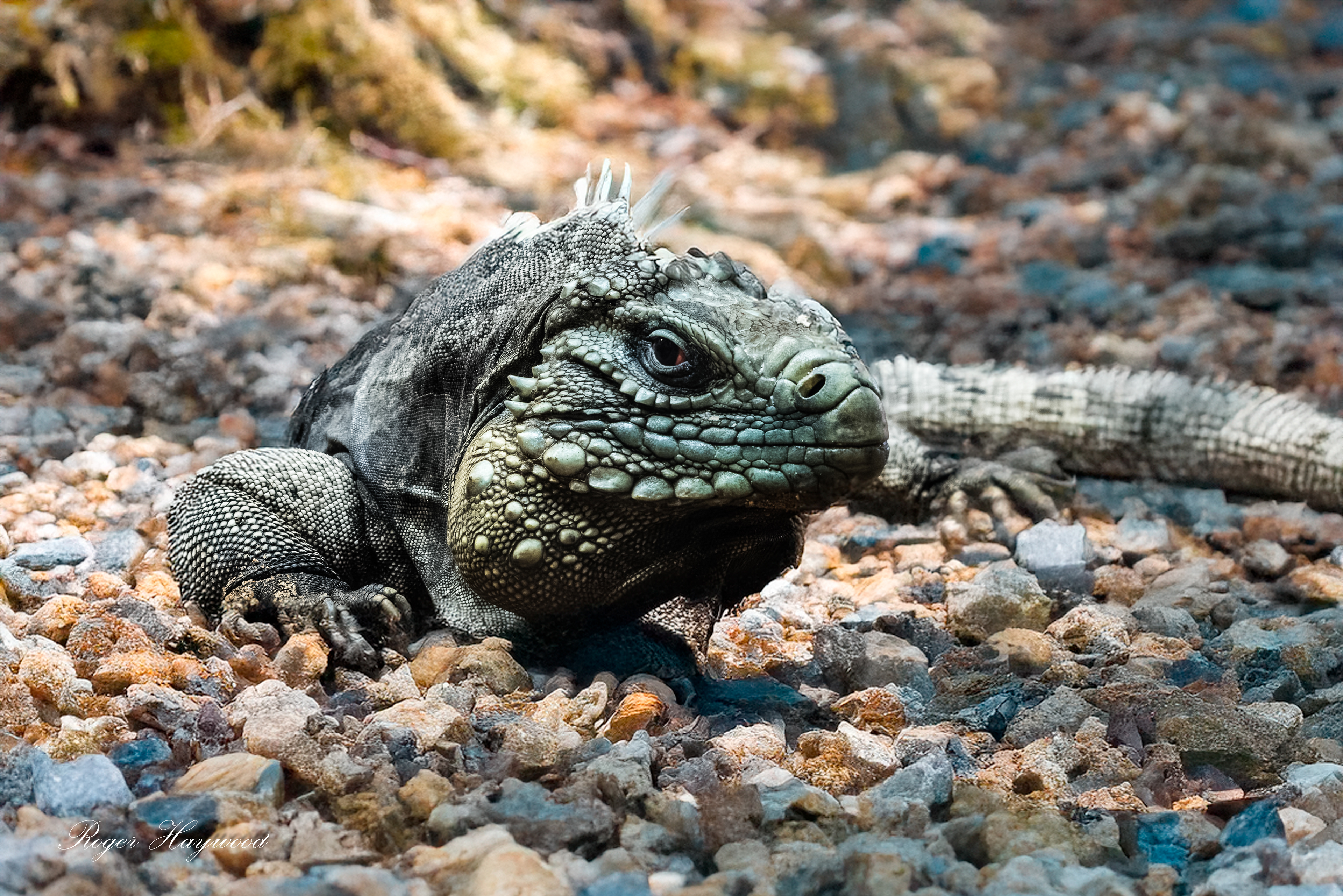Blue Iguana