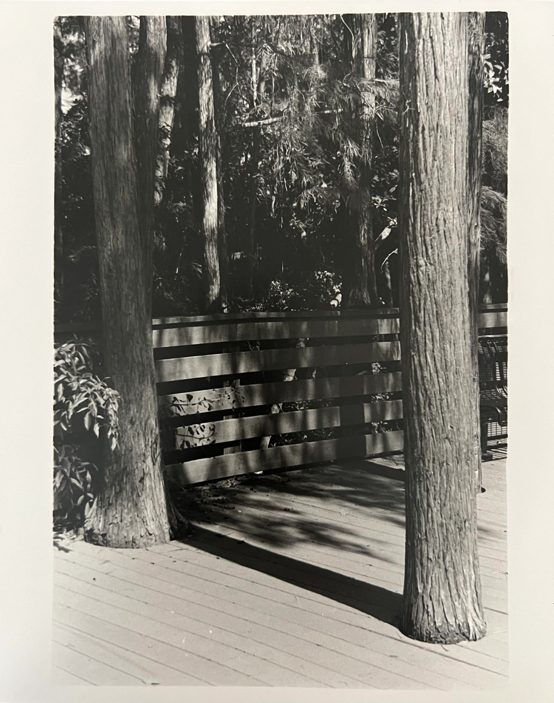 Trees connected by a shadow