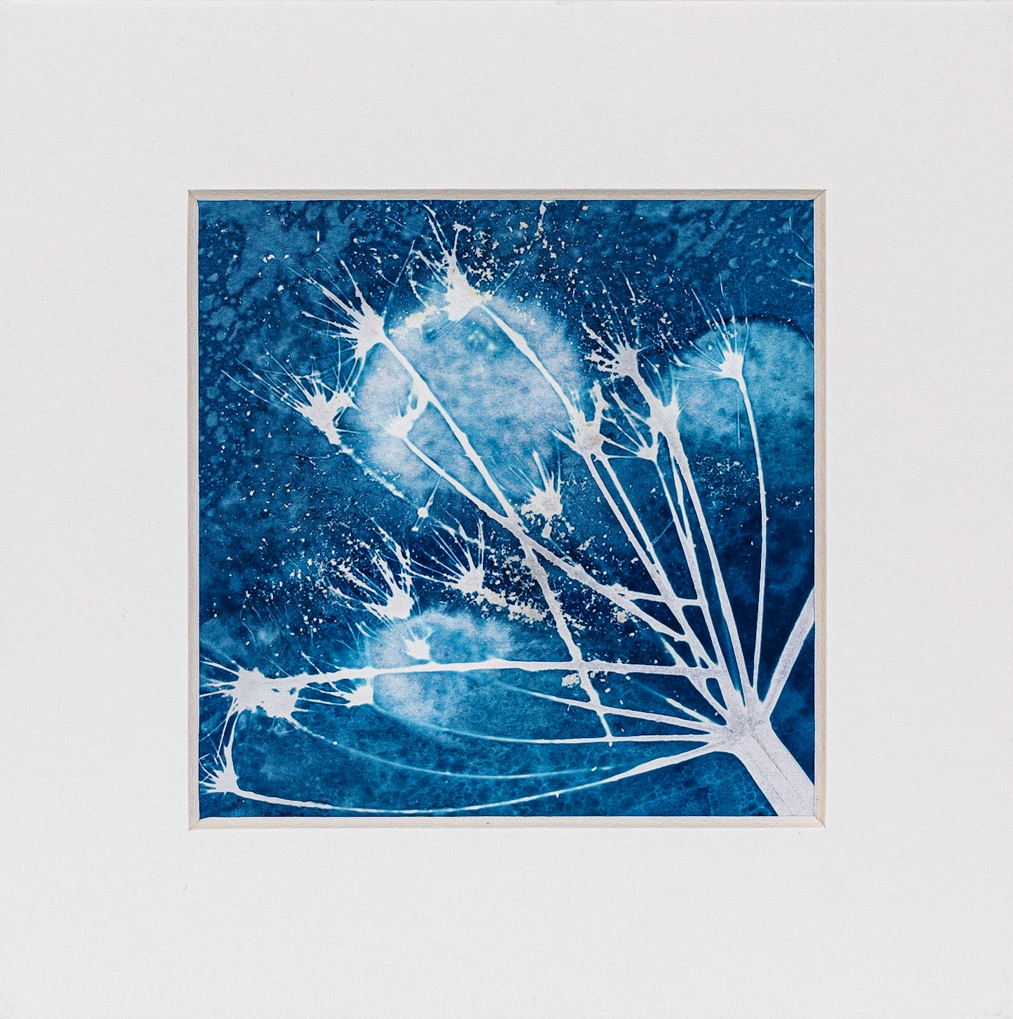 Cyanotypie  2 met schuim