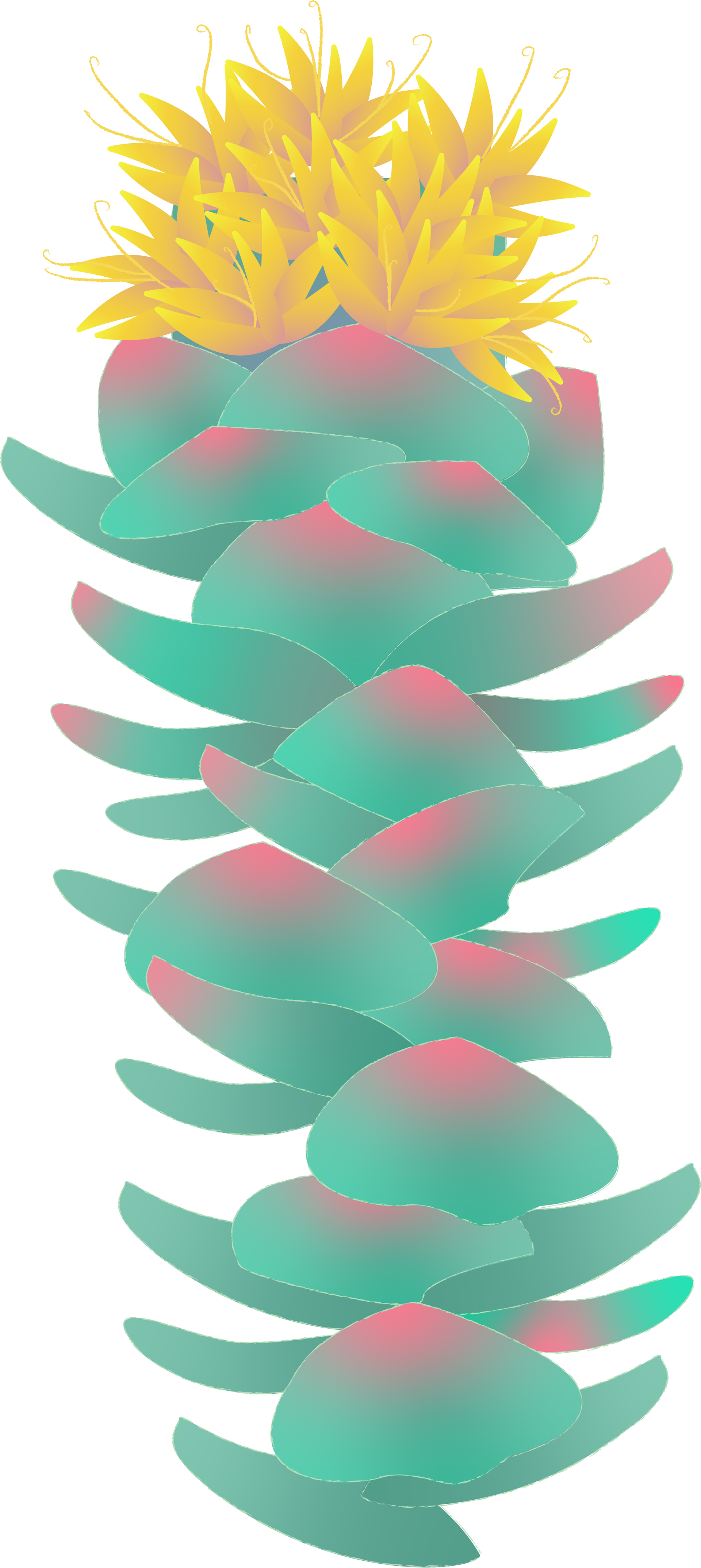 Rhodiola Rosea Illustration
