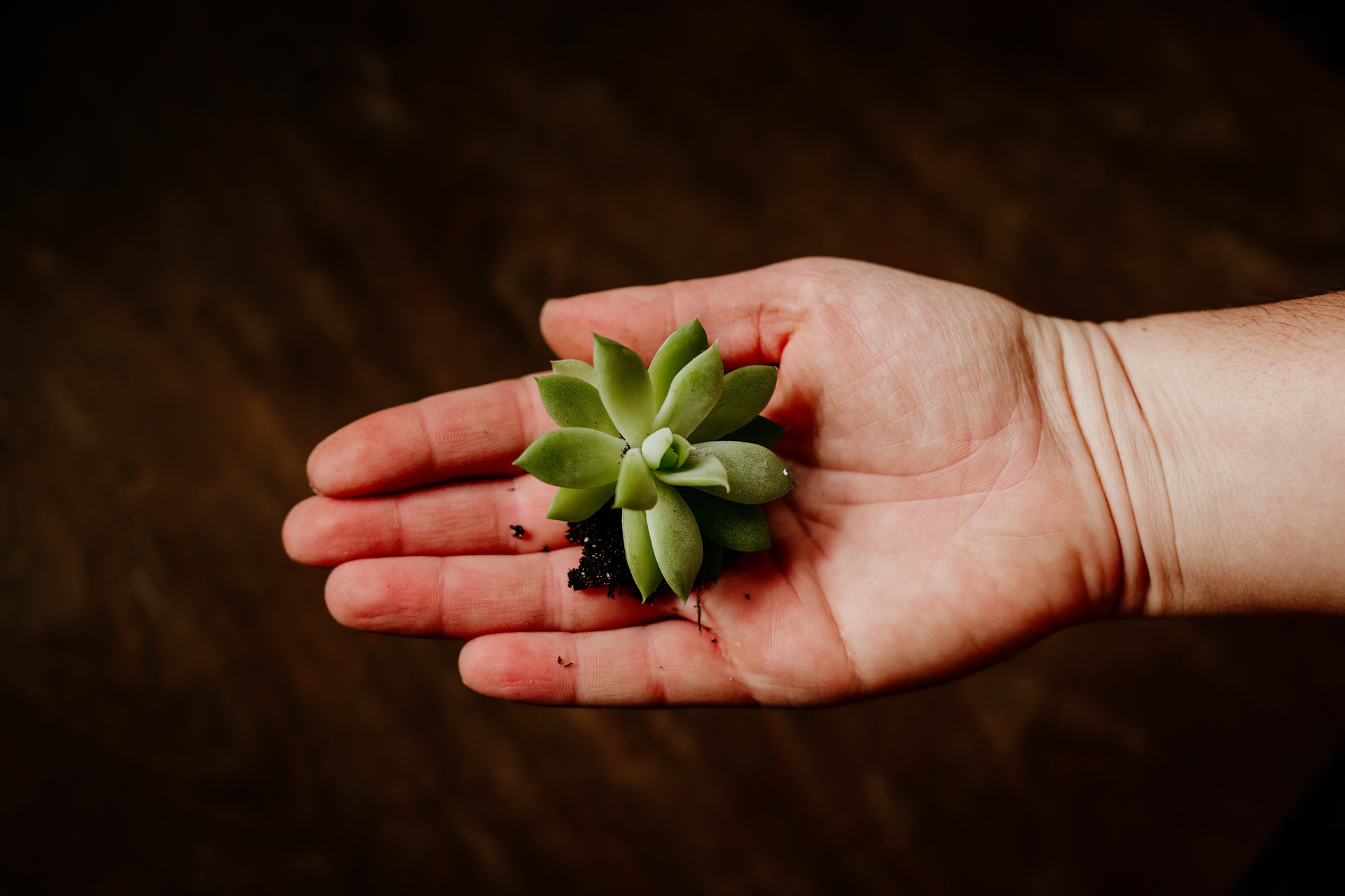 Succulents