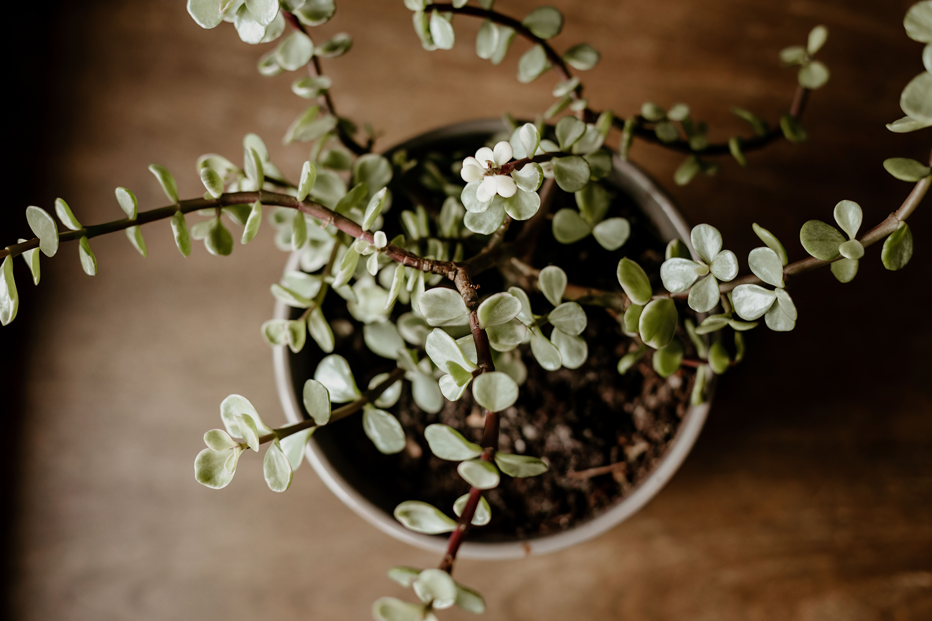 House plants