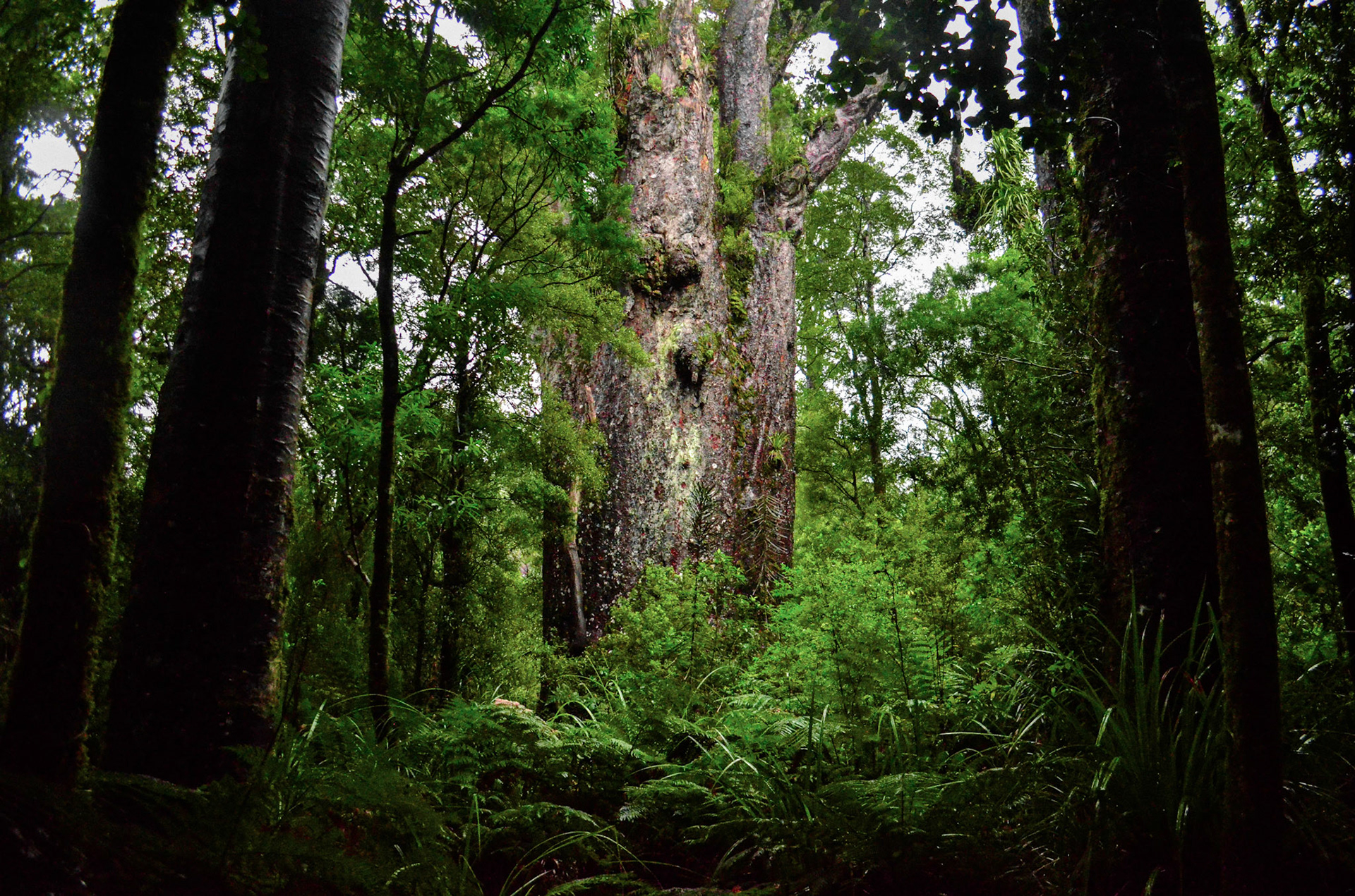 Te Matua Ngahere "Father of the Forest", 1500 Year Old Kauri Tree
