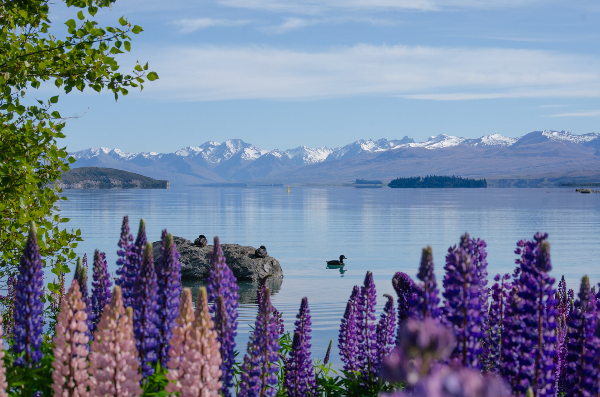 Pāpango (New Zealand Scaup)