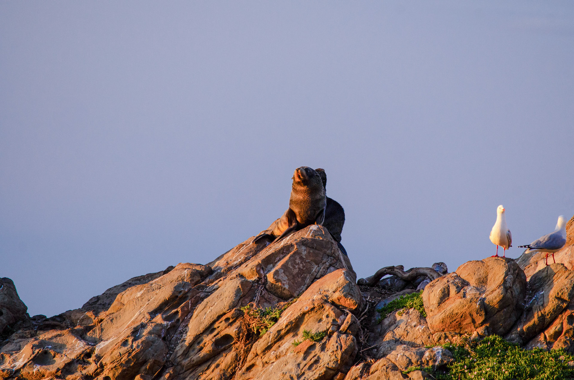 Kekeno (New Zealand Fur Seals)