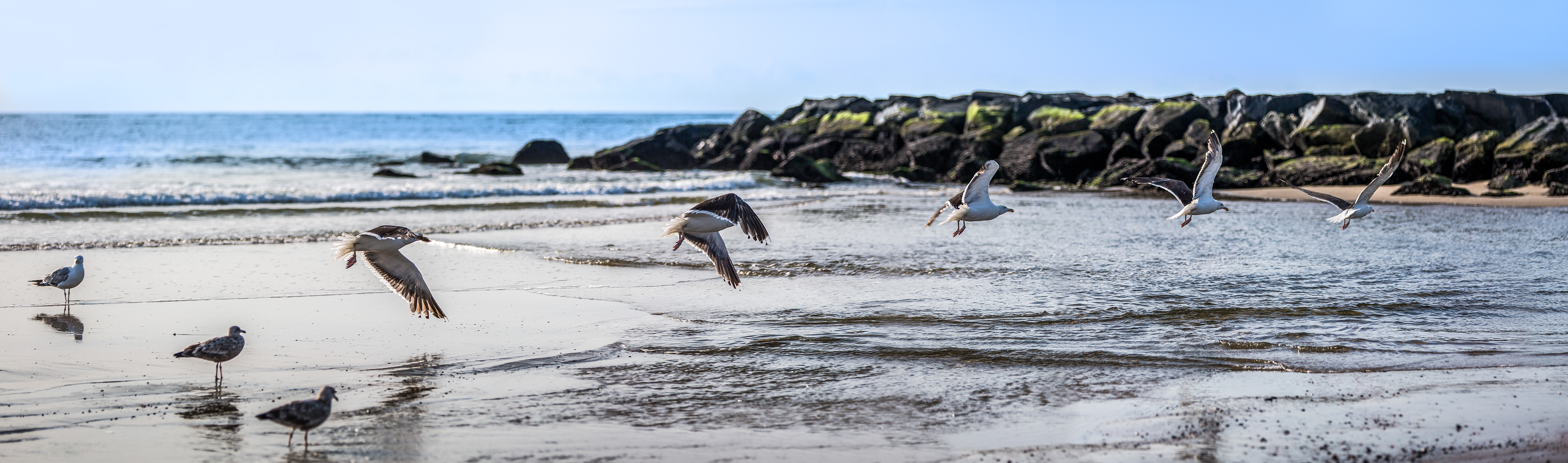 Flock of Seagulls heading to the Jetty Image# AP20