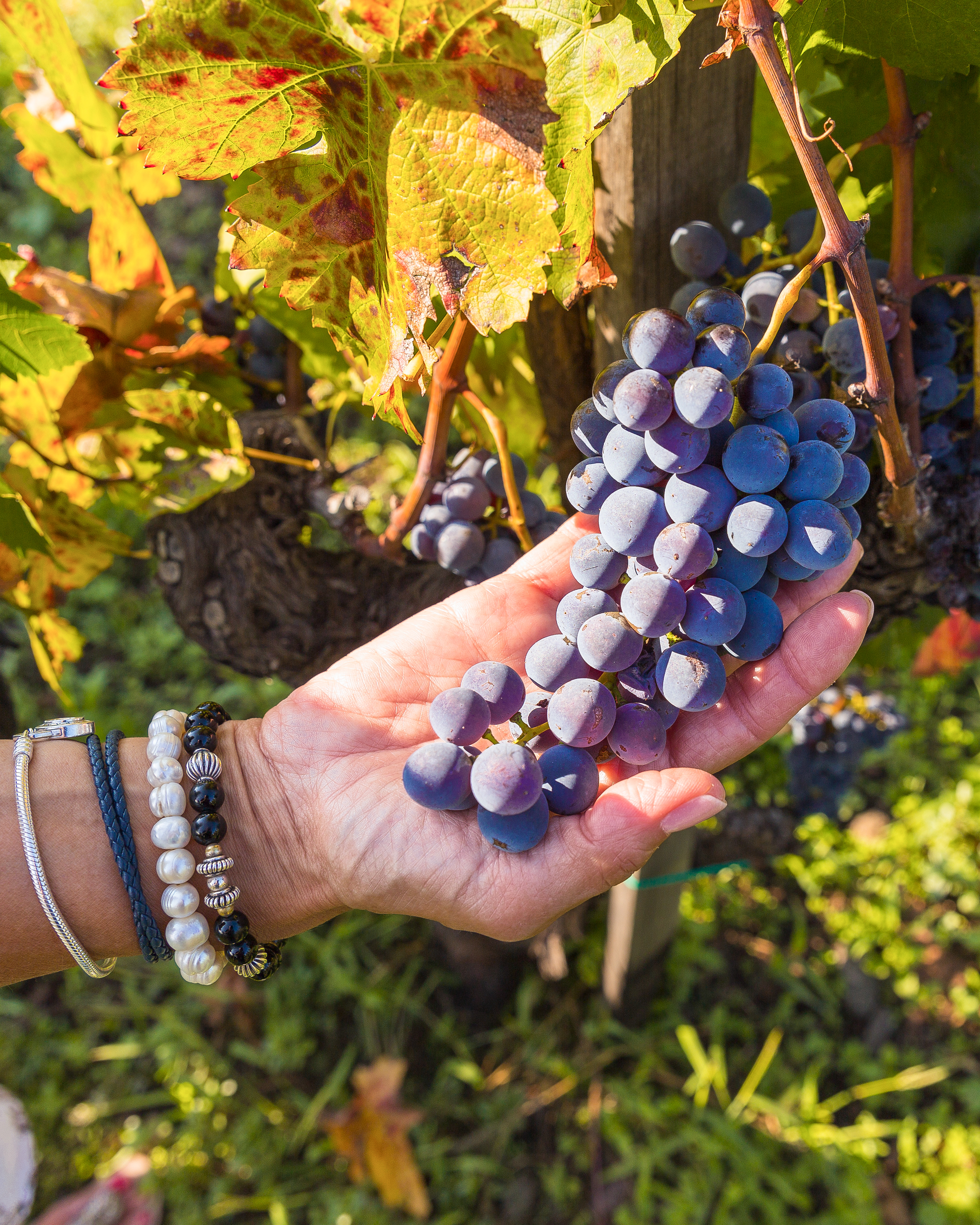 Mount Etna - Sampling the Grapes Image# S05