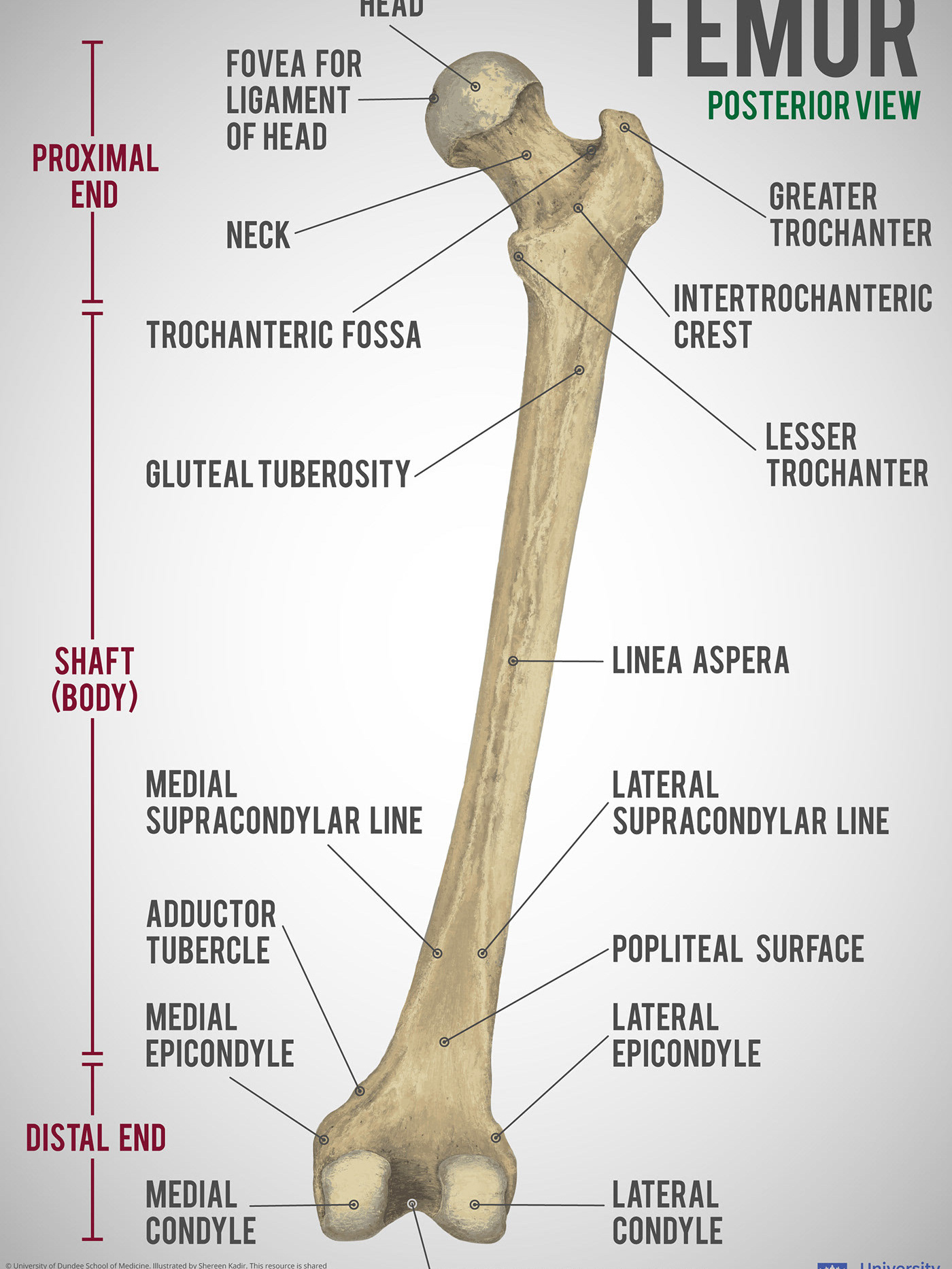 femur anatomy