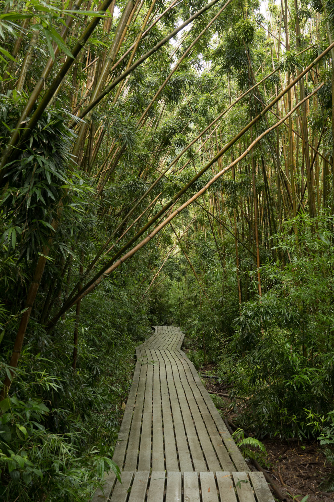 Bamboo Pathway on the Pipiwai Trail