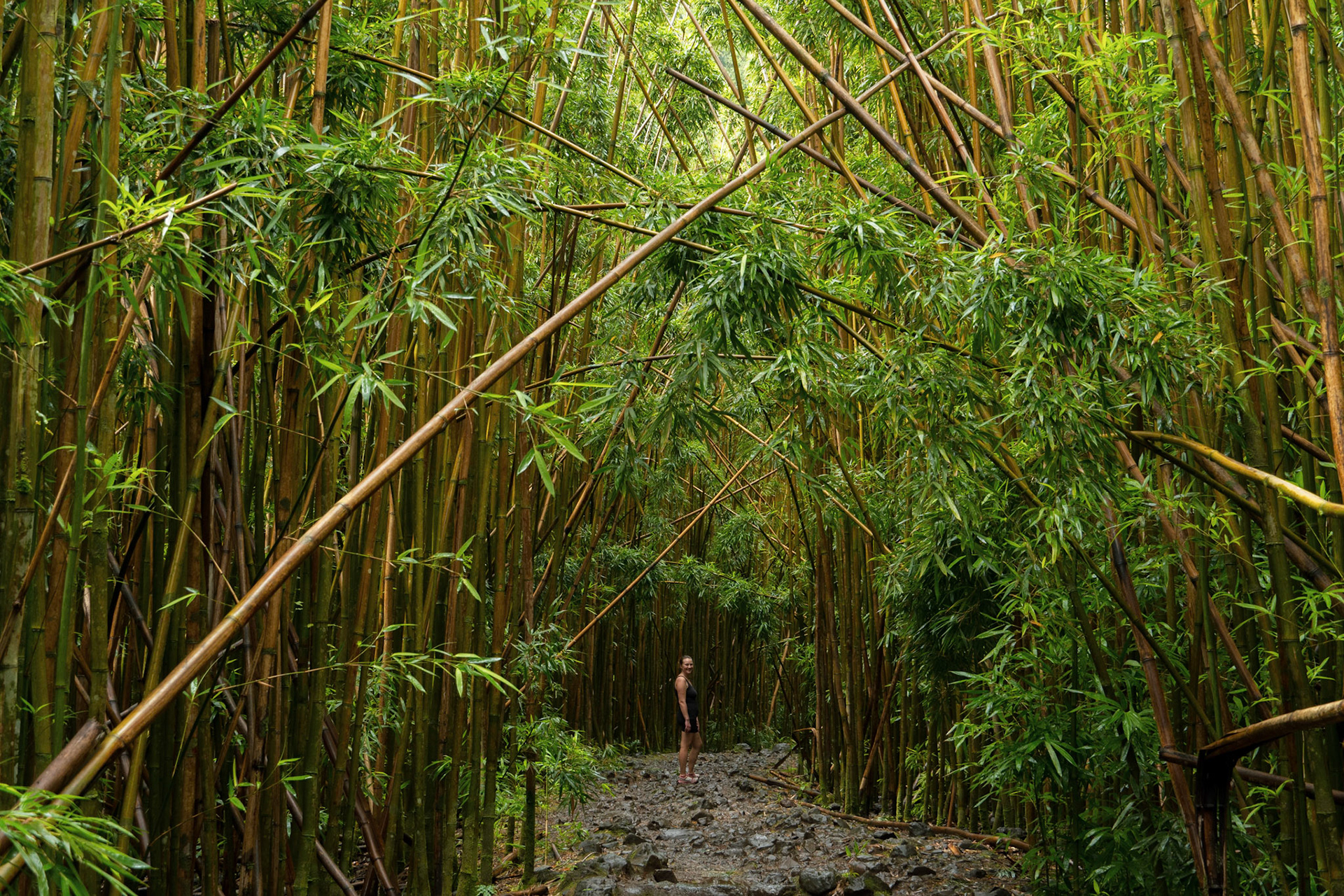 In the Bamboo Forest