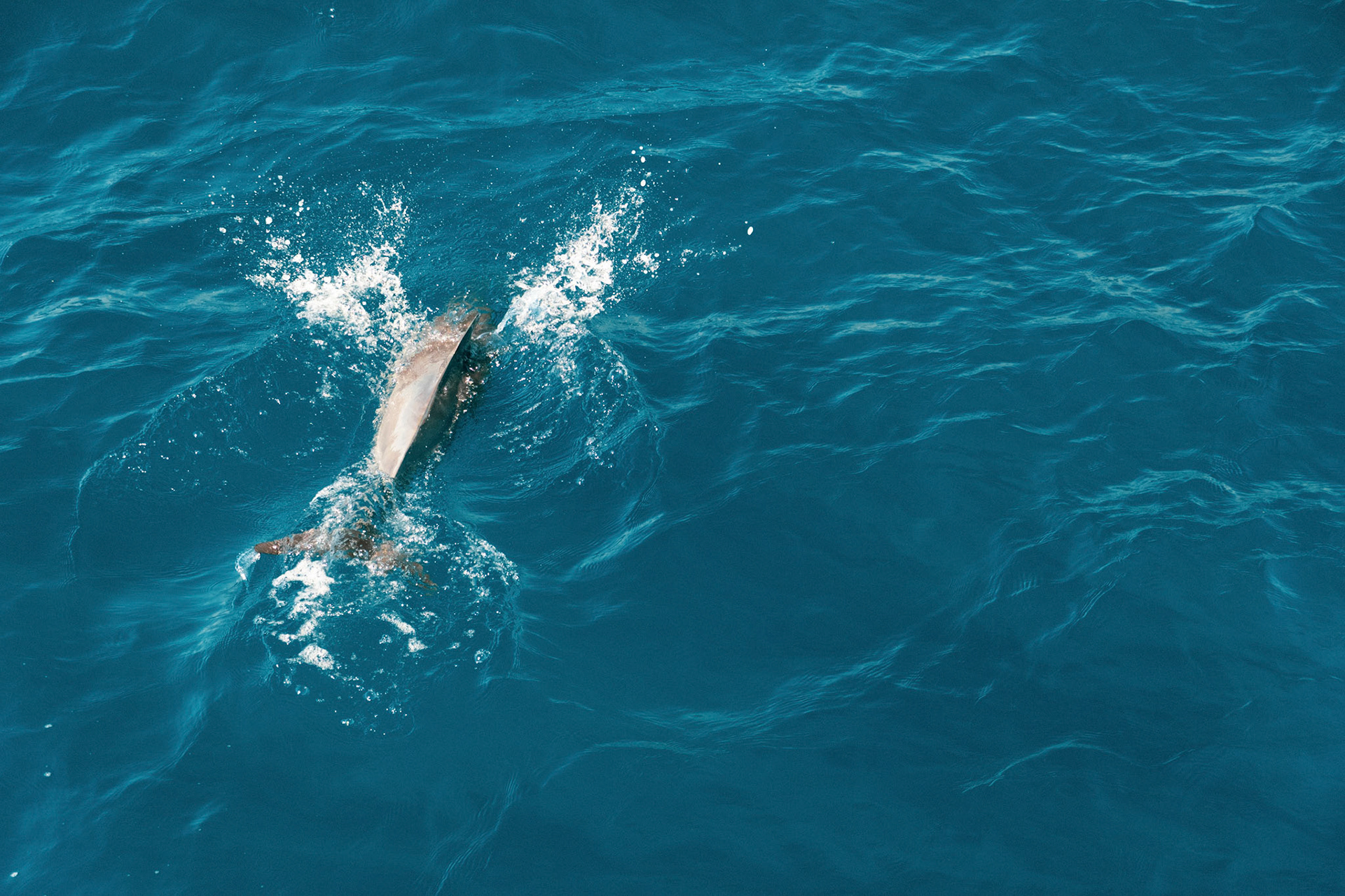 Dolphins in the channel