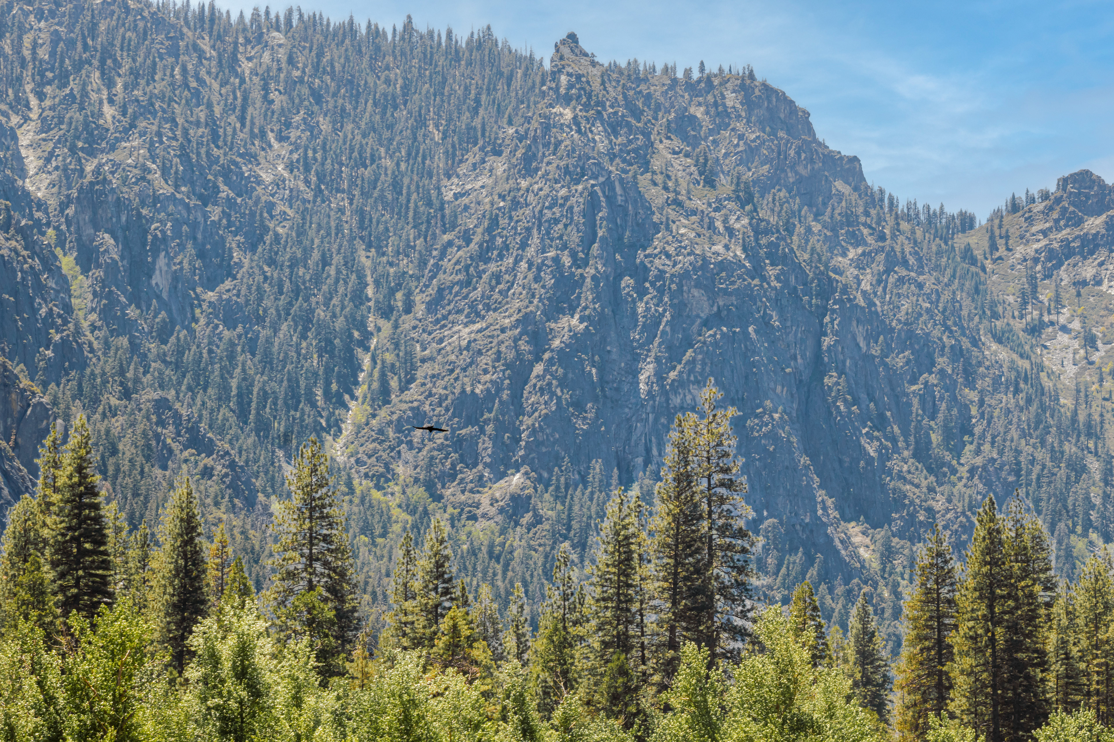 The sheer scale of that mountain, absolutely covered in trees, is breathtaking. And seeing that lone bird gliding effortlessly above the forest just makes you feel the immense freedom and wide-open spaces of nature.